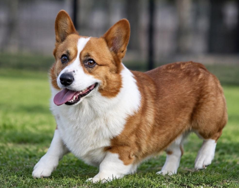 Enlarge TOBY THE CORGI, a Adoptable Cardigan Welsh Corgi in woodland, CA image 1/4