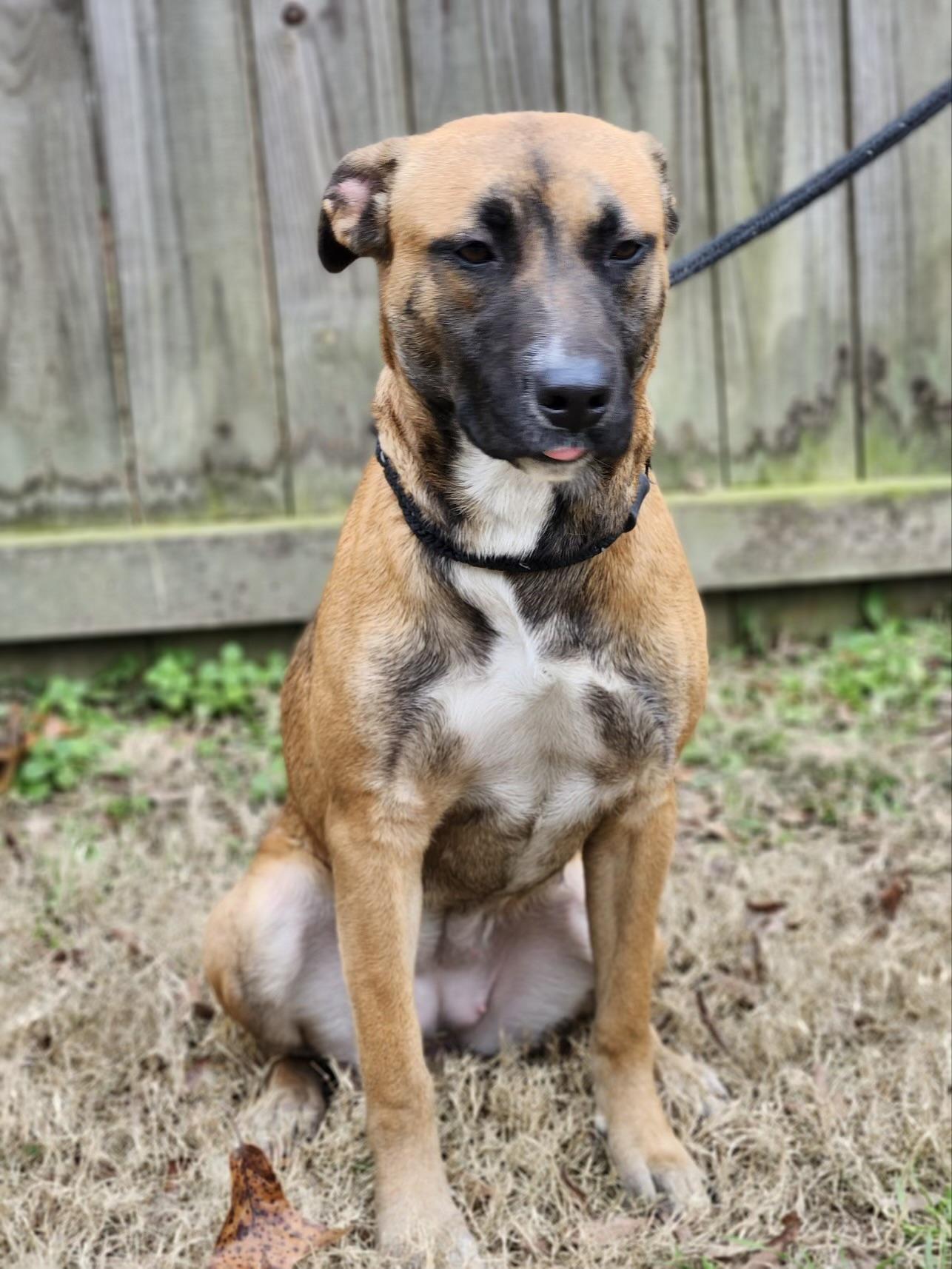 Enlarge Lilac, a Adoptable mixed breed in cumming, GA image 4/5
