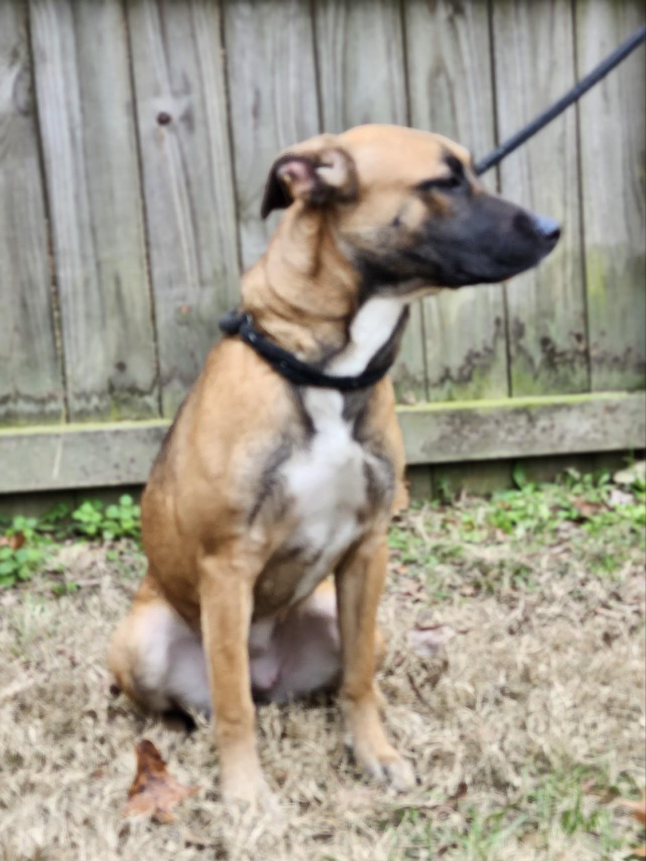 Enlarge Lilac, a Adoptable mixed breed in cumming, GA image 5/5