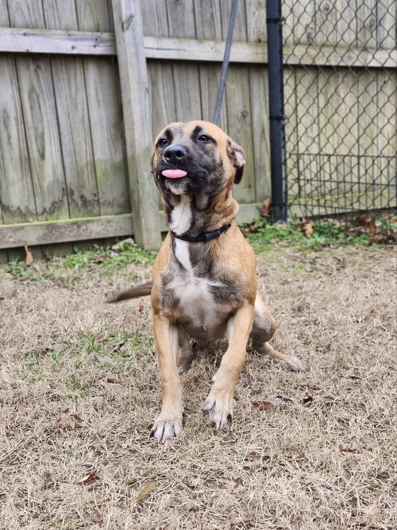 Enlarge Lilac, a Adoptable mixed breed in cumming, GA image 1/5