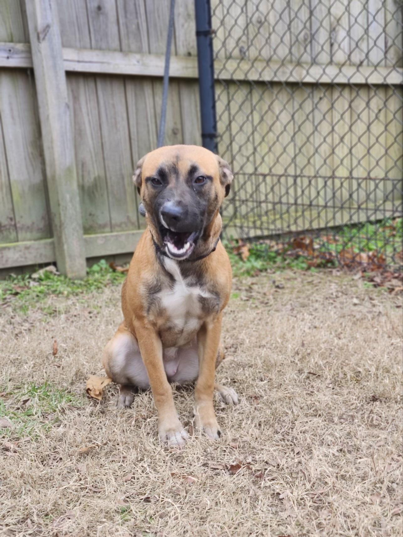 Enlarge Lilac, a Adoptable mixed breed in cumming, GA image 2/5