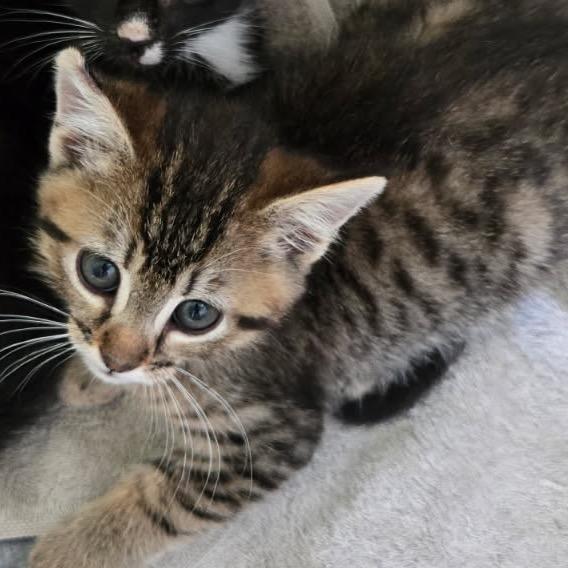 Pinto Bean A26-029, Adoptable, Kitten Male Domestic Medium Hair.