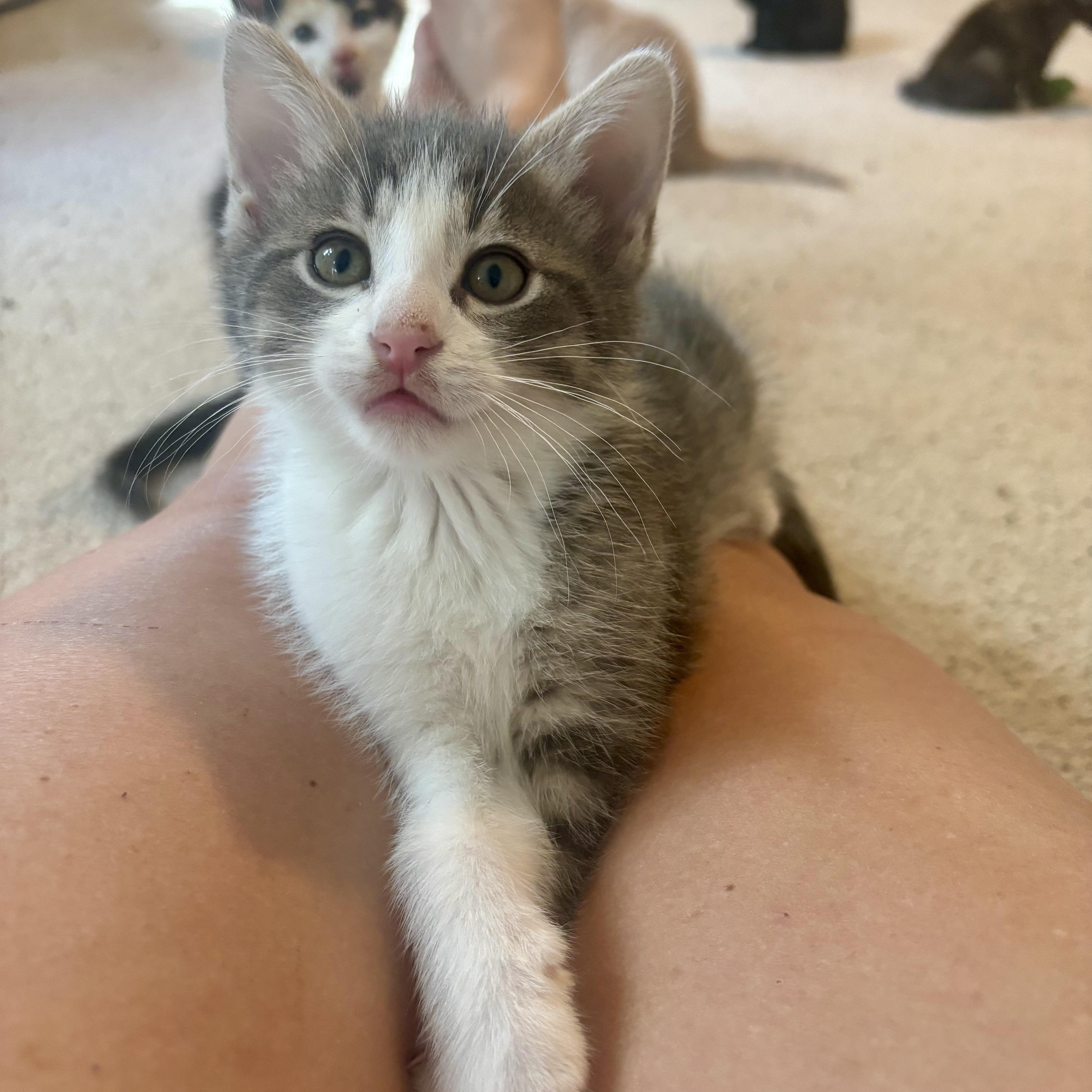 Frothy, Baby Male Domestic Short Hair