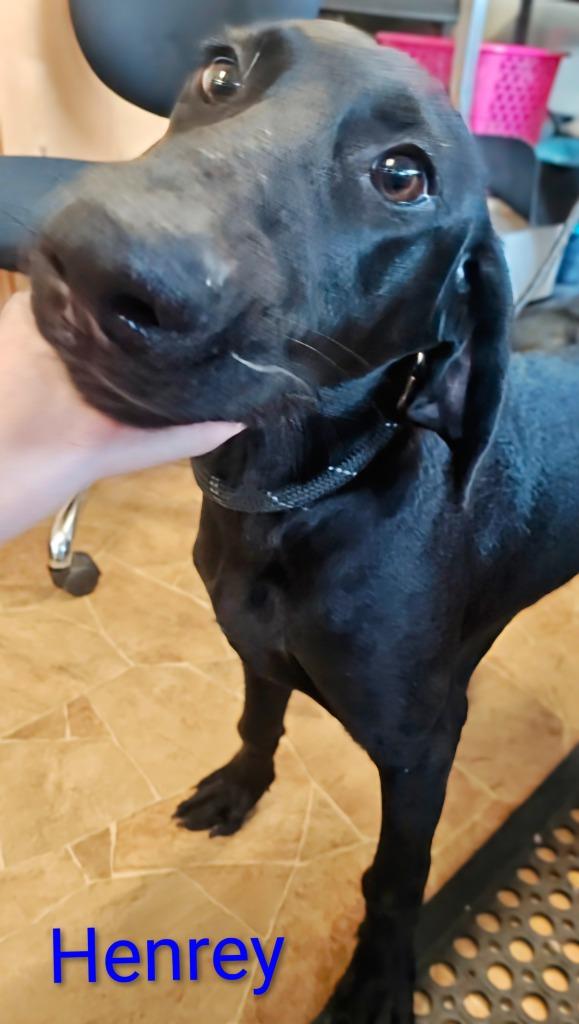 Henrey, Adoptable, Puppy Male Weimaraner & Poodle.