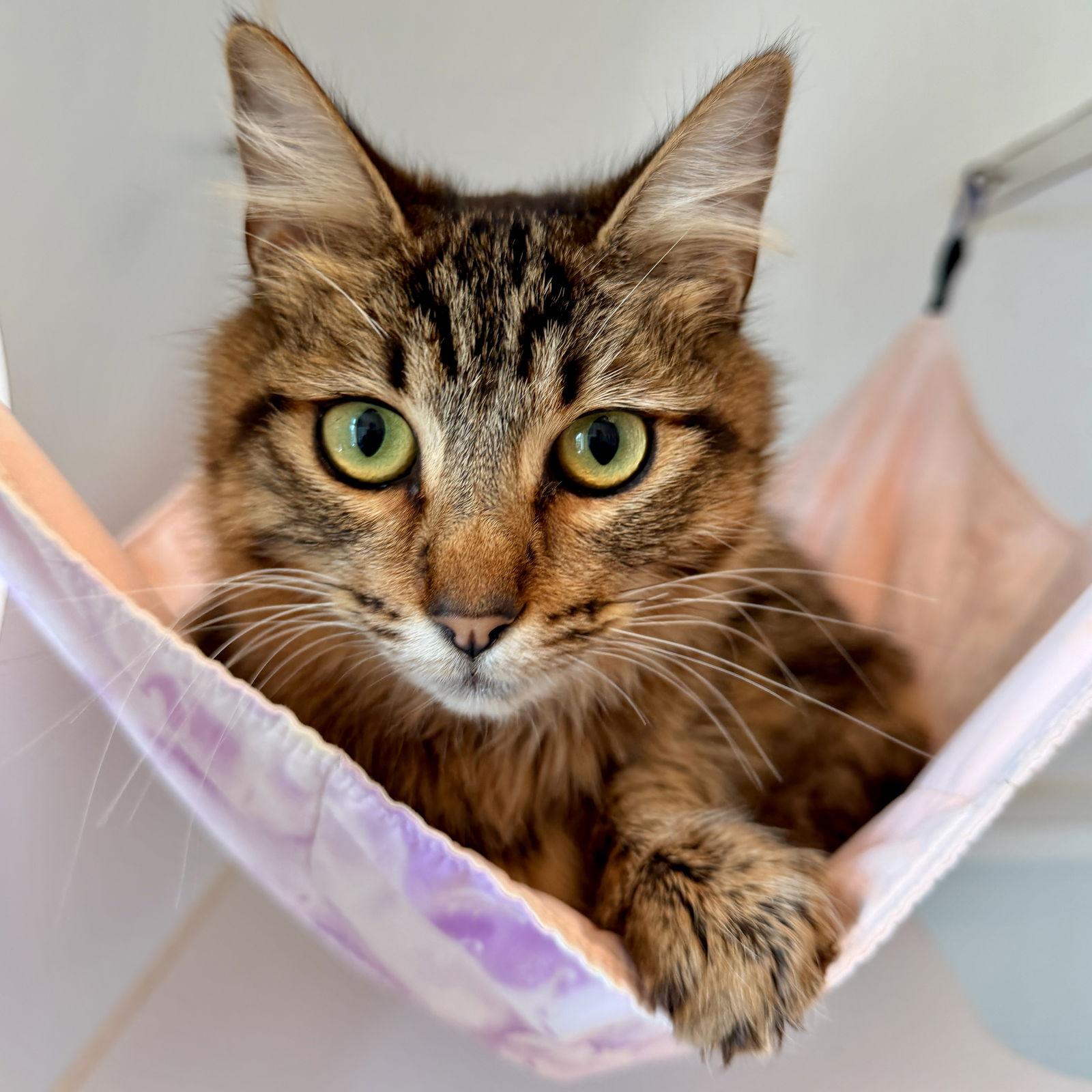 Enlarge Samantha (bonded w/ Francis), a Adopted Domestic Medium Hair in Oakland, CA image 1/3