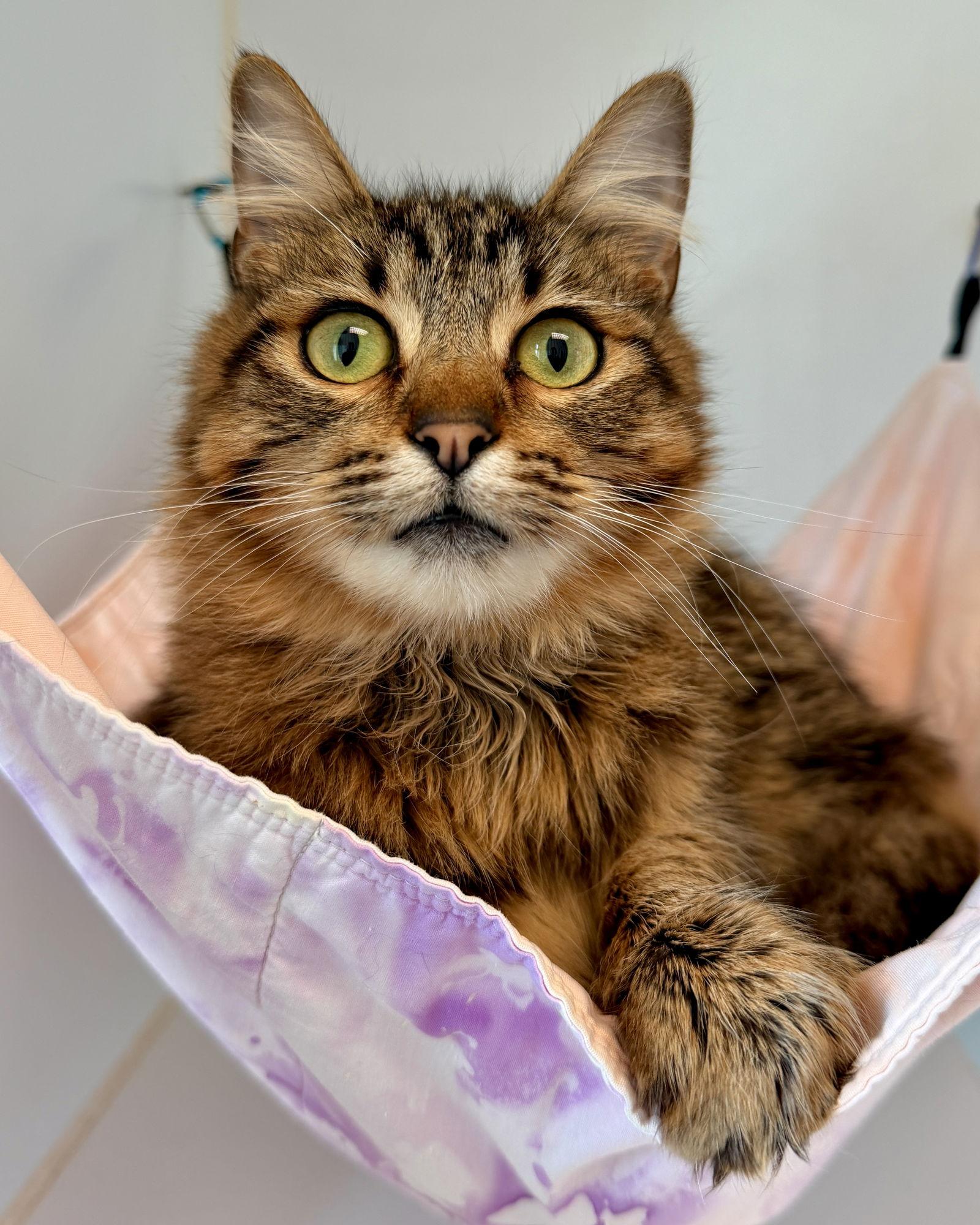 Enlarge Samantha (bonded w/ Francis), a Adopted Domestic Medium Hair in Oakland, CA image 2/3