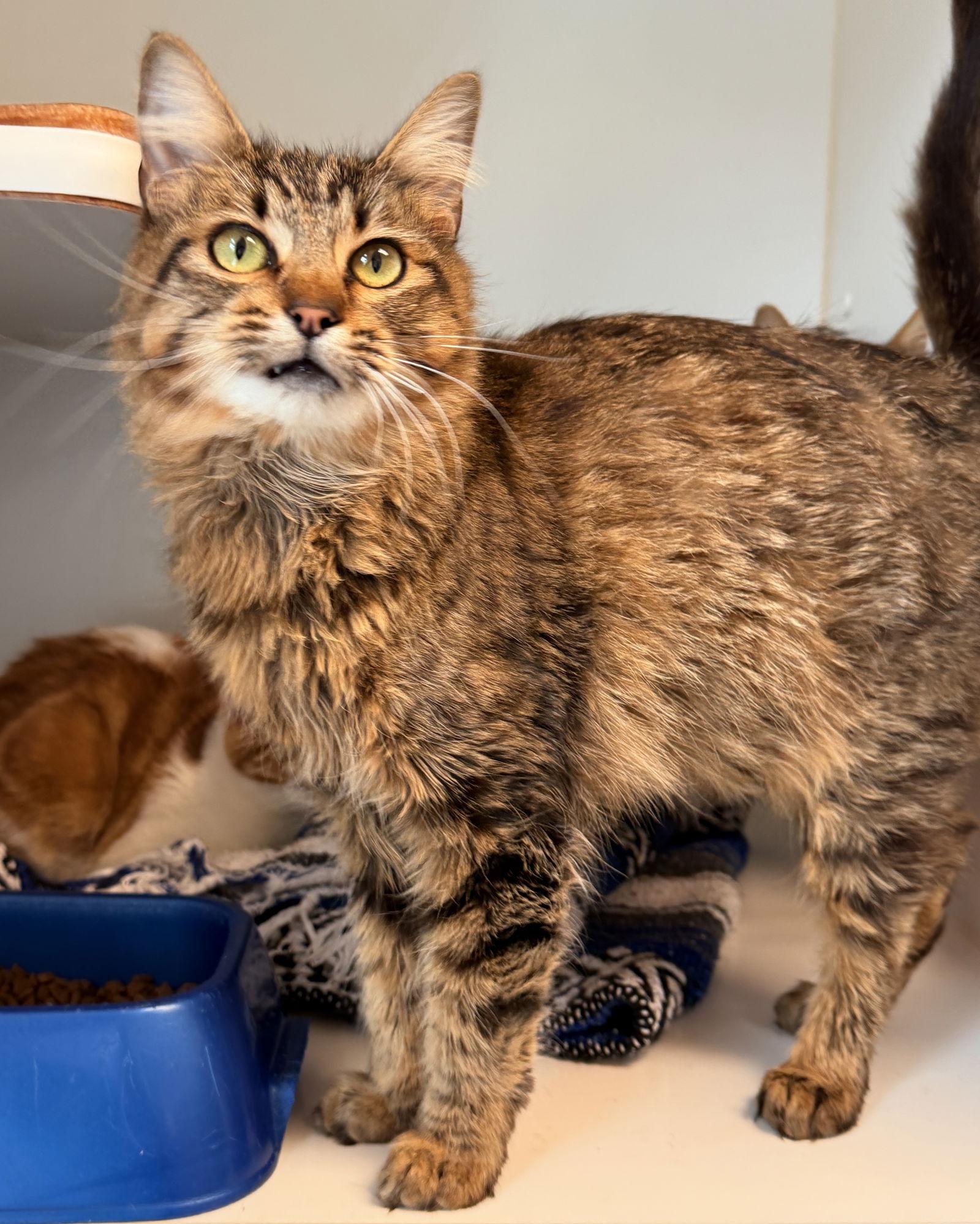 Enlarge Samantha (bonded w/ Francis), a Adopted Domestic Medium Hair in Oakland, CA image 3/3