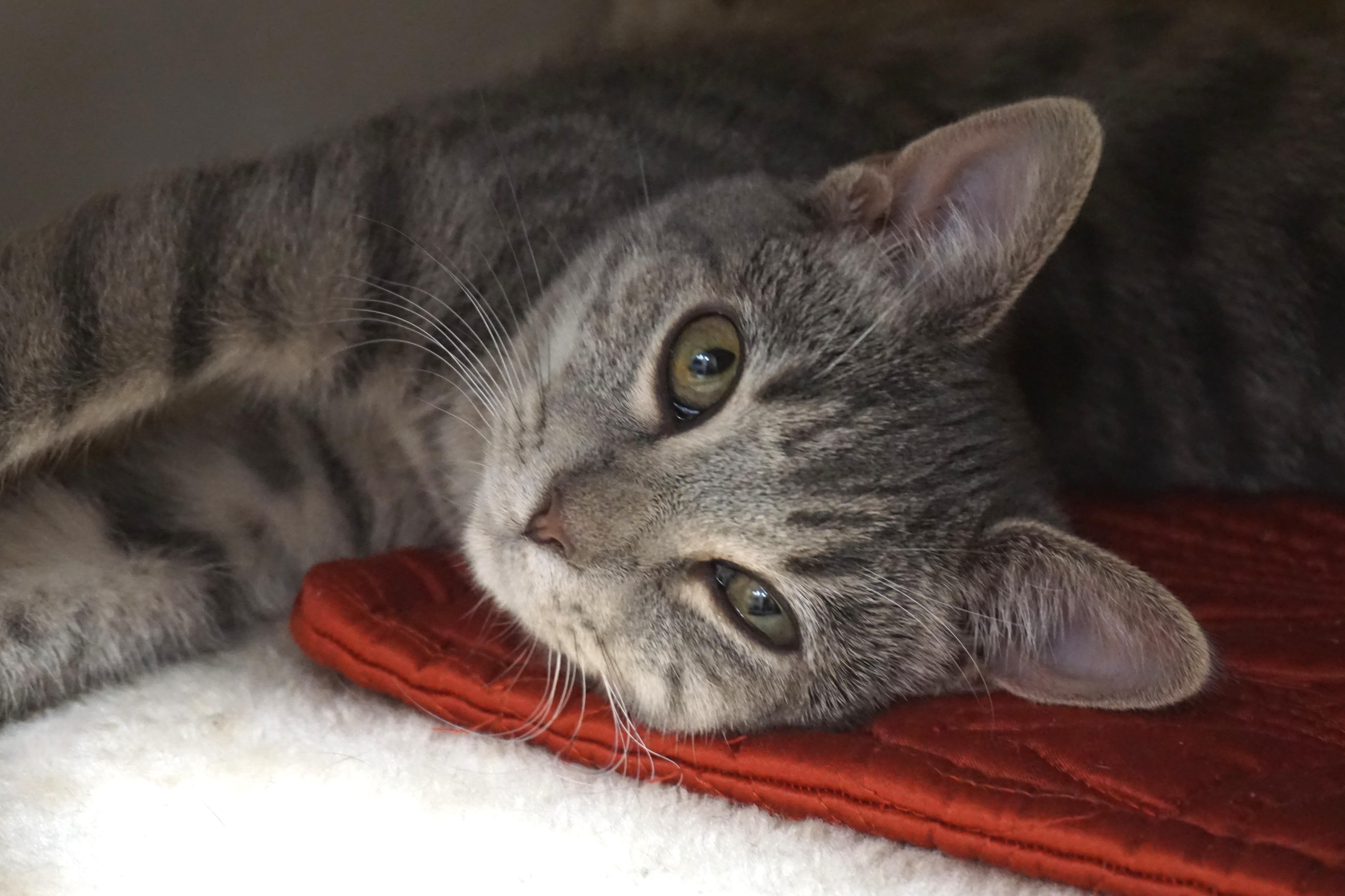 Enlarge Silverina, a Adopted Domestic Short Hair in Fountain Hills, AZ image 3/3