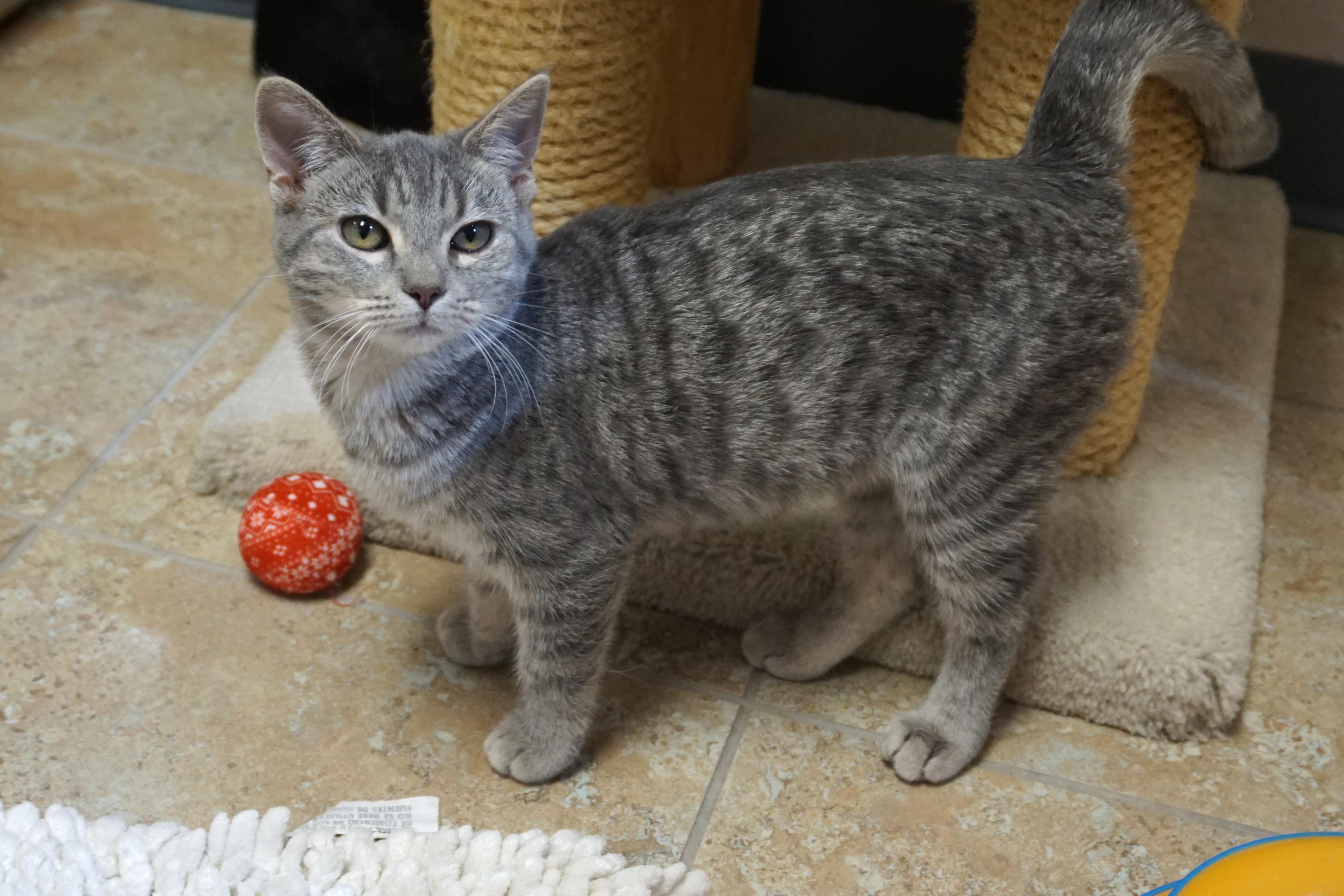 Enlarge Silverina, a Adopted Domestic Short Hair in Fountain Hills, AZ image 2/3