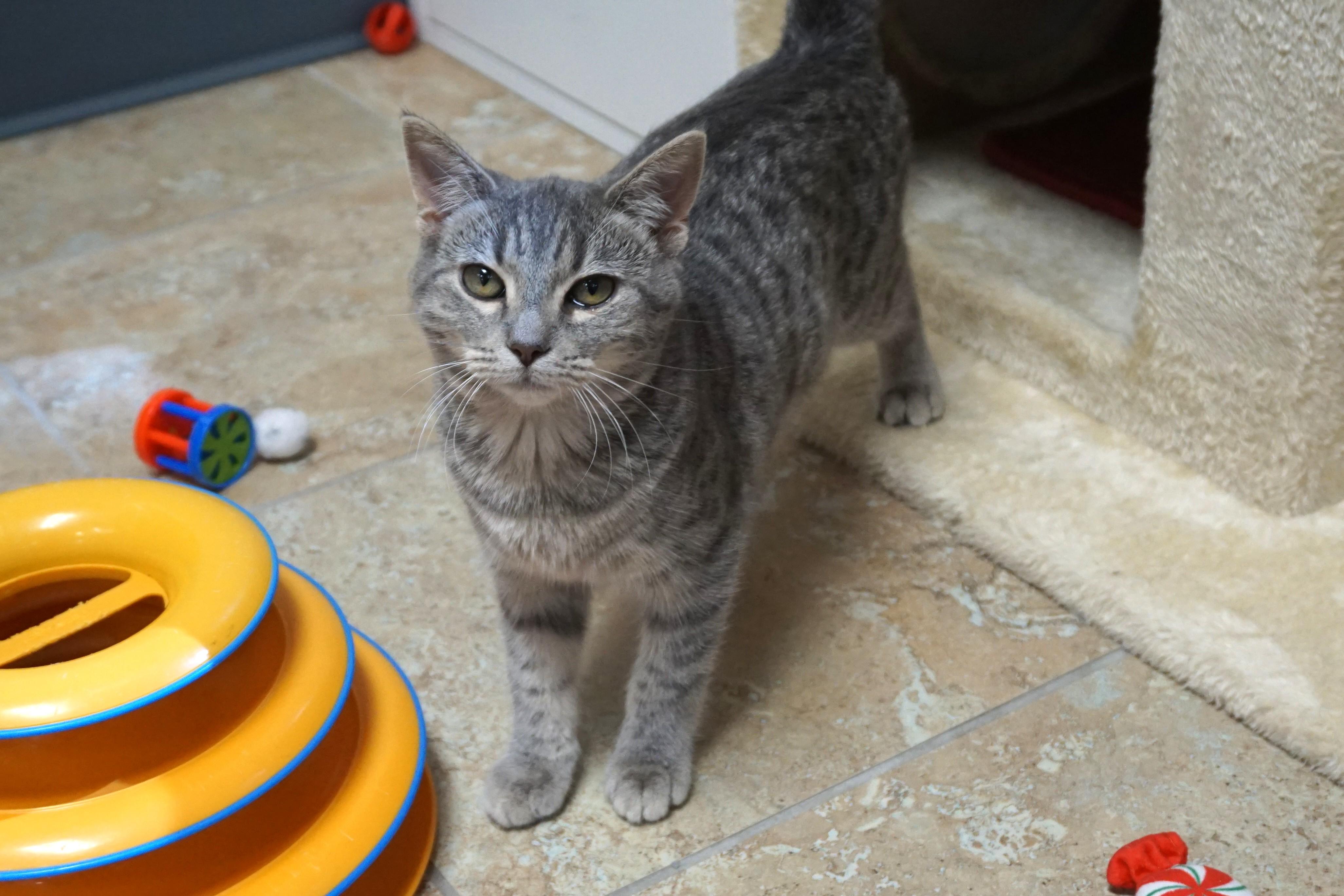 Silverina, Adopted, Kitten Female Domestic Short Hair.