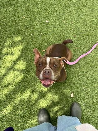 Enlarge Noni (was Honey), a Adoptable mixed breed in North Miami Beach, FL image 1/3