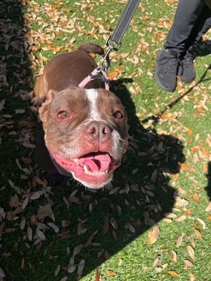 Enlarge Noni (was Honey), a Adoptable mixed breed in North Miami Beach, FL image 3/3