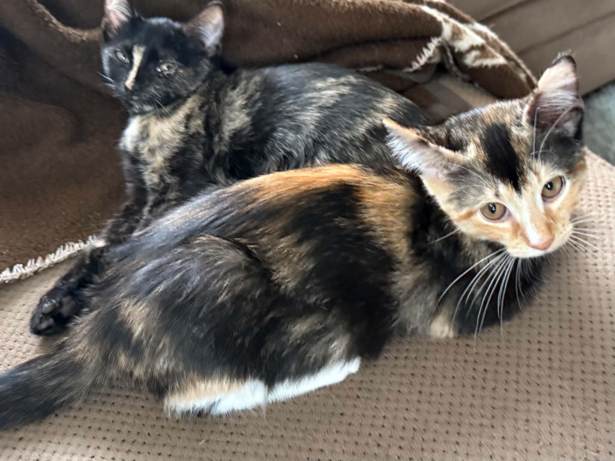 Meredith and Izzy, Adoptable, Kitten Female Domestic Short Hair.