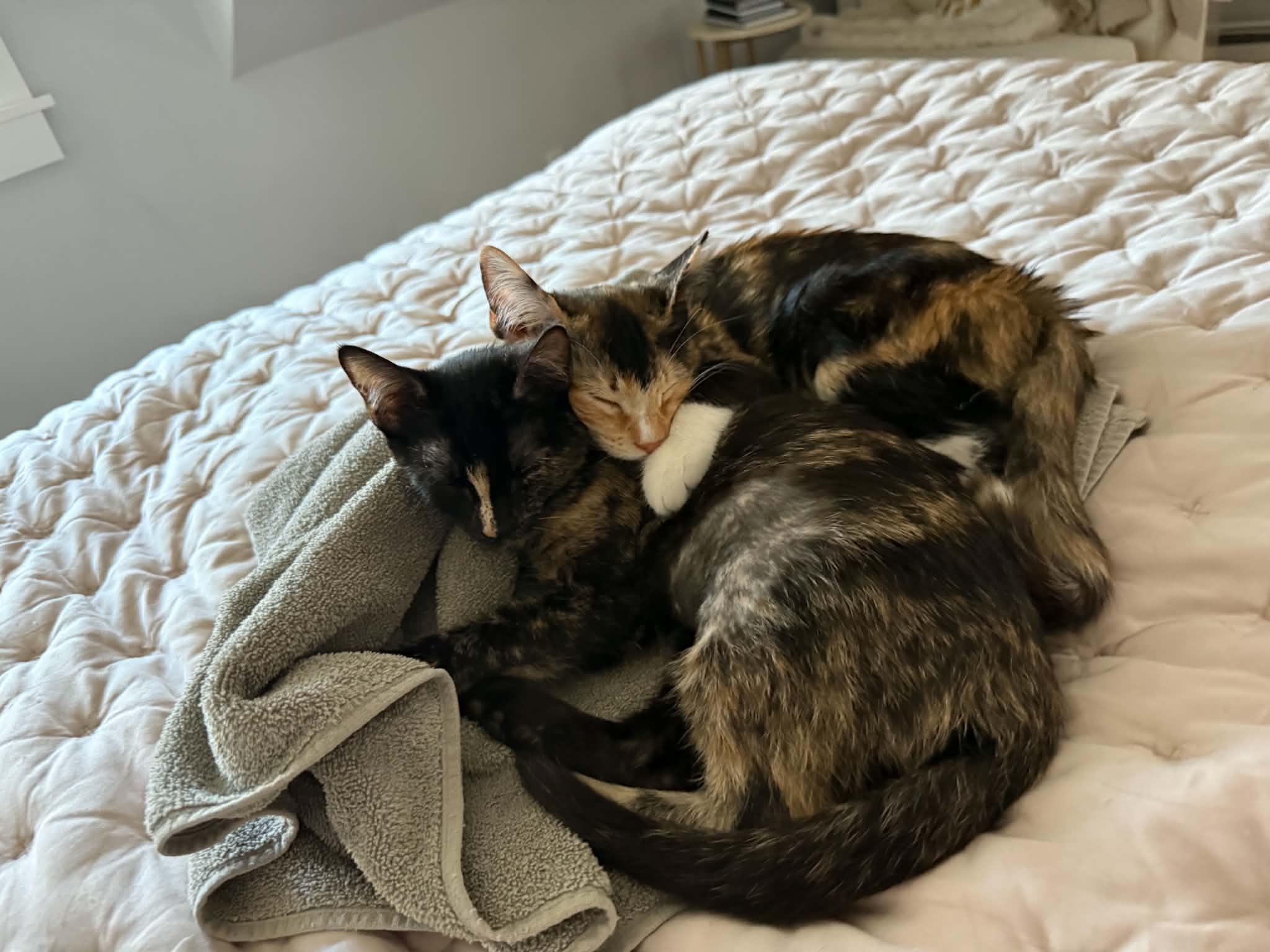 Enlarge Meredith and Izzy, a Adoptable Domestic Short Hair in Hull, MA image 3/6