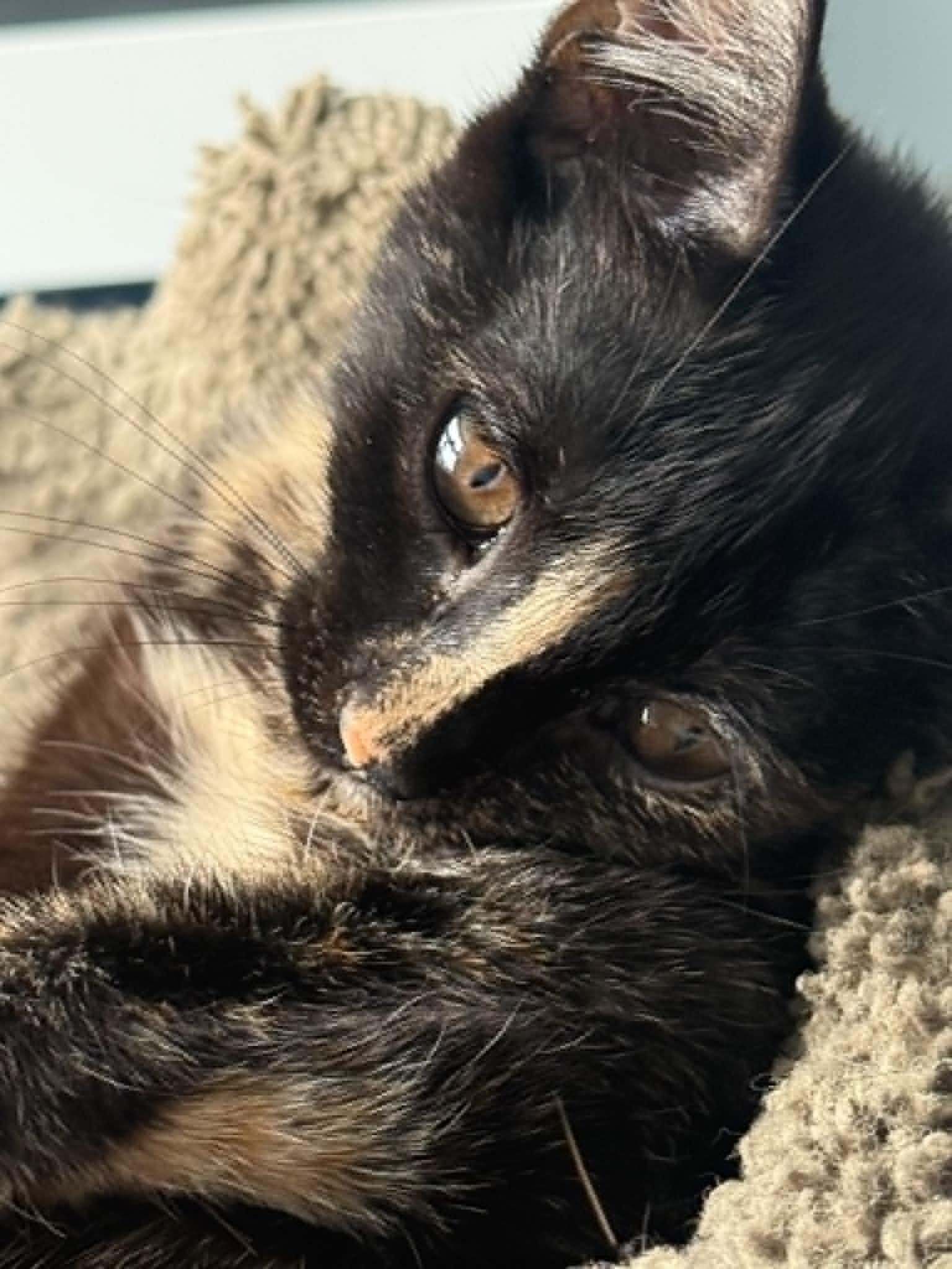 Enlarge Meredith and Izzy, a Adoptable Domestic Short Hair in Hull, MA image 4/6