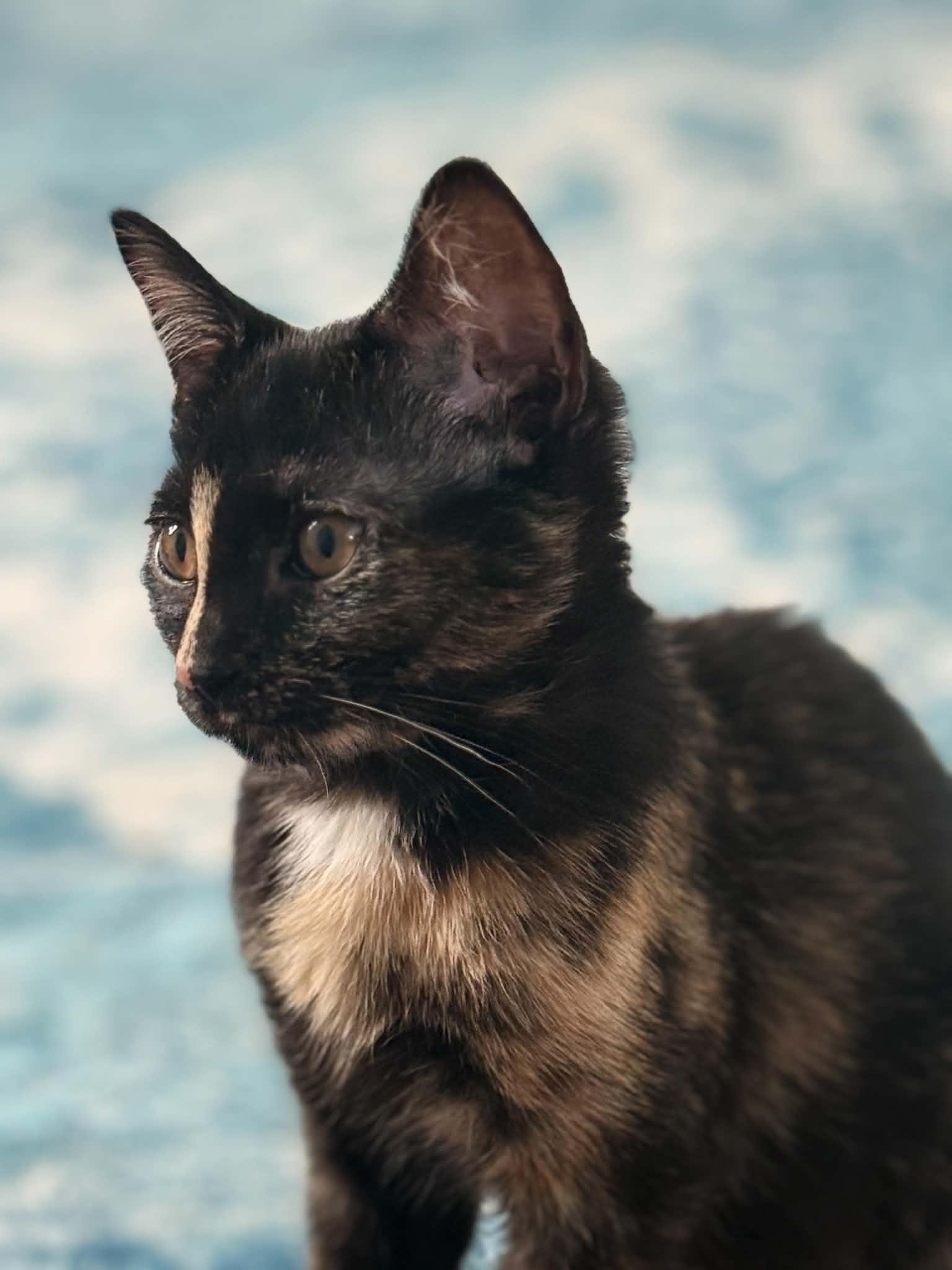 Enlarge Meredith and Izzy, a Adoptable Domestic Short Hair in Hull, MA image 6/6