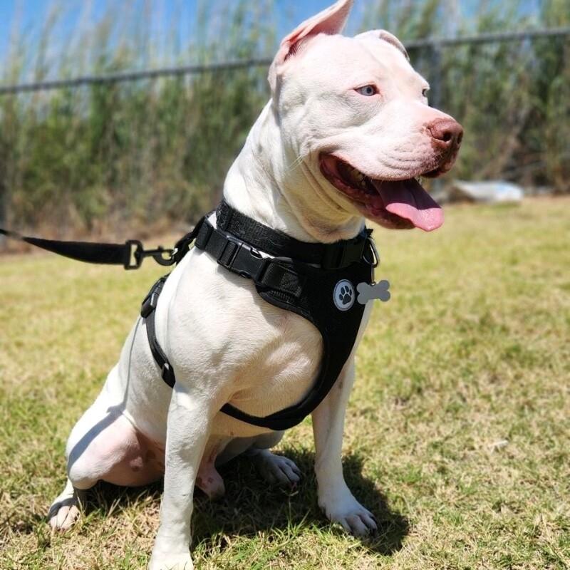 FRANKIE FROST, Adoptable, Young Male American Bulldog & Pit Bull Terrier.