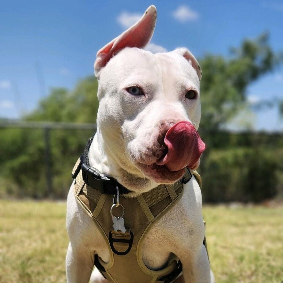 FRANKIE FROST, a Adoptable mixed breed in lawton, OK image 2/6
