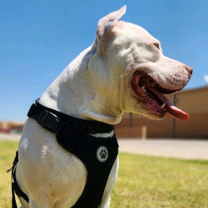 FRANKIE FROST, a Adoptable mixed breed in lawton, OK image 3/6