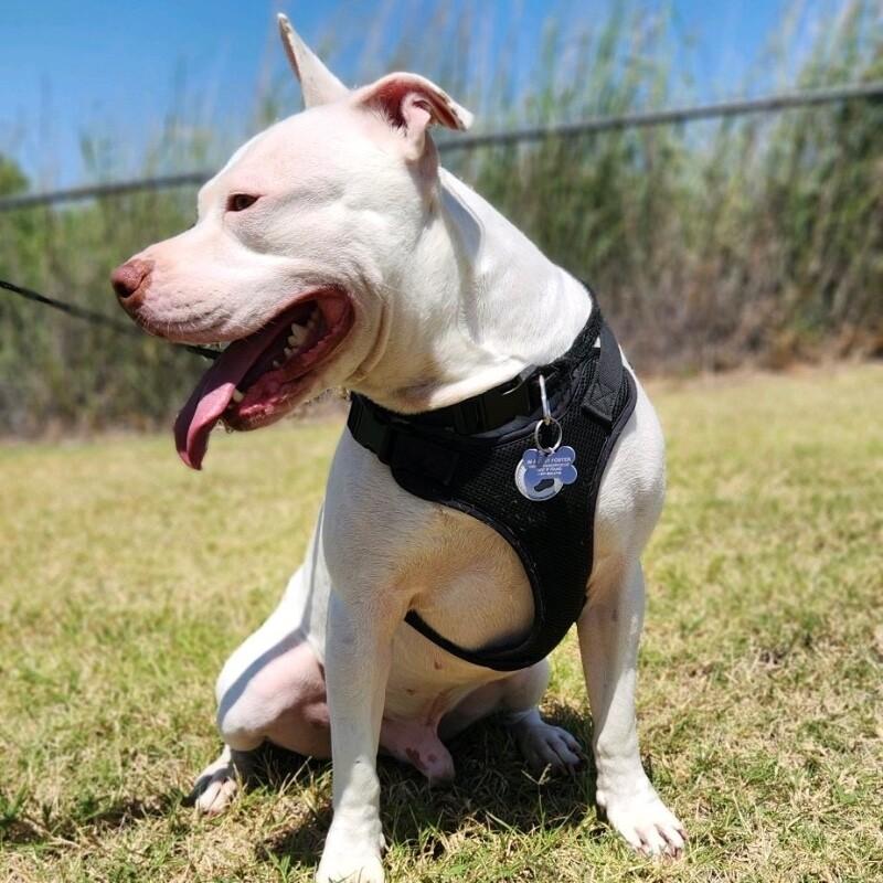 FRANKIE FROST, a Adoptable mixed breed in lawton, OK image 4/6