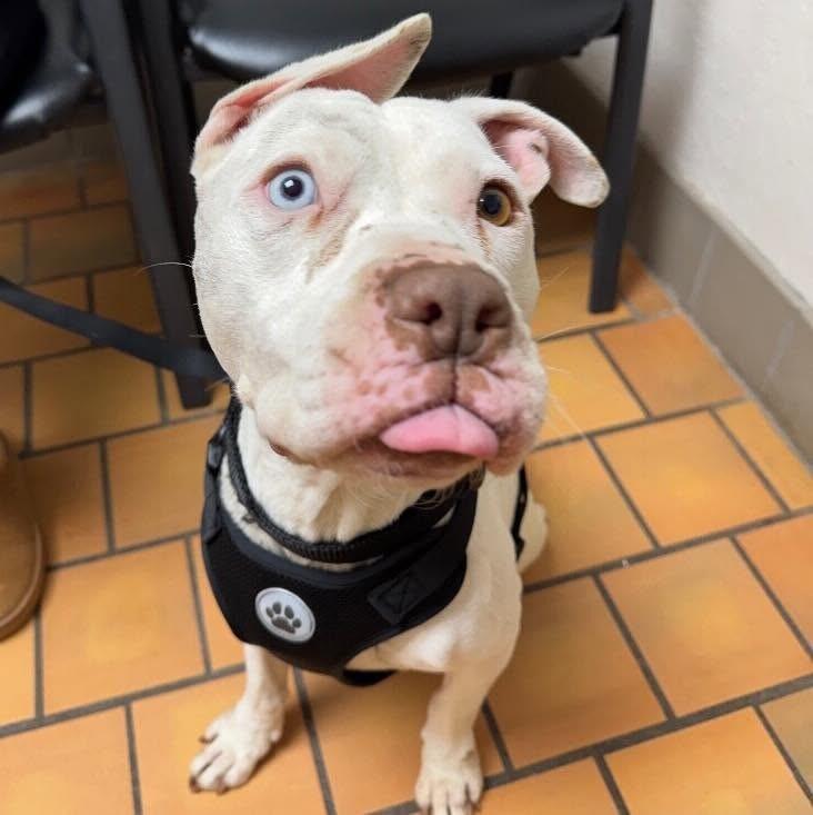 FRANKIE FROST, a Adoptable mixed breed in lawton, OK image 5/6