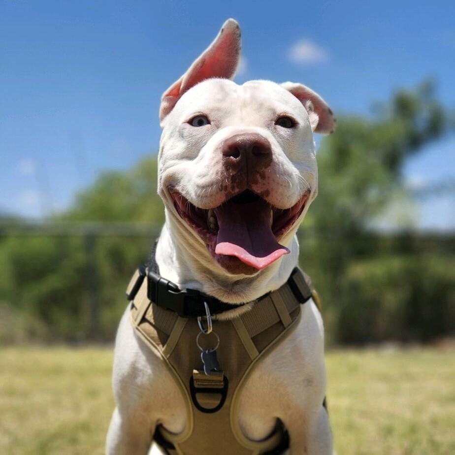 FRANKIE FROST, a Adoptable mixed breed in lawton, OK image 6/6