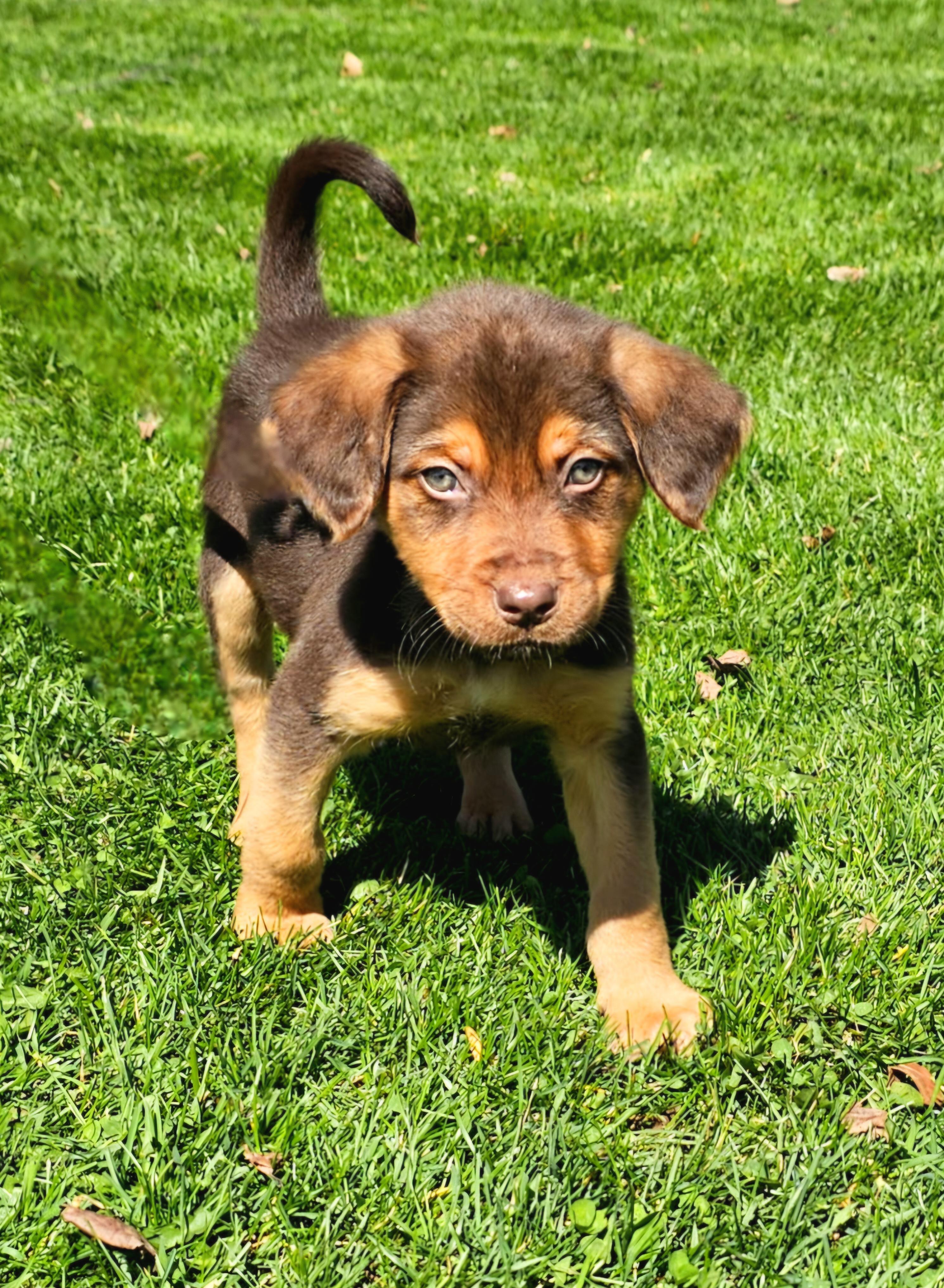 Enlarge Hammie, an adopted mixed breed in Arlington Heights, IL image 5/6