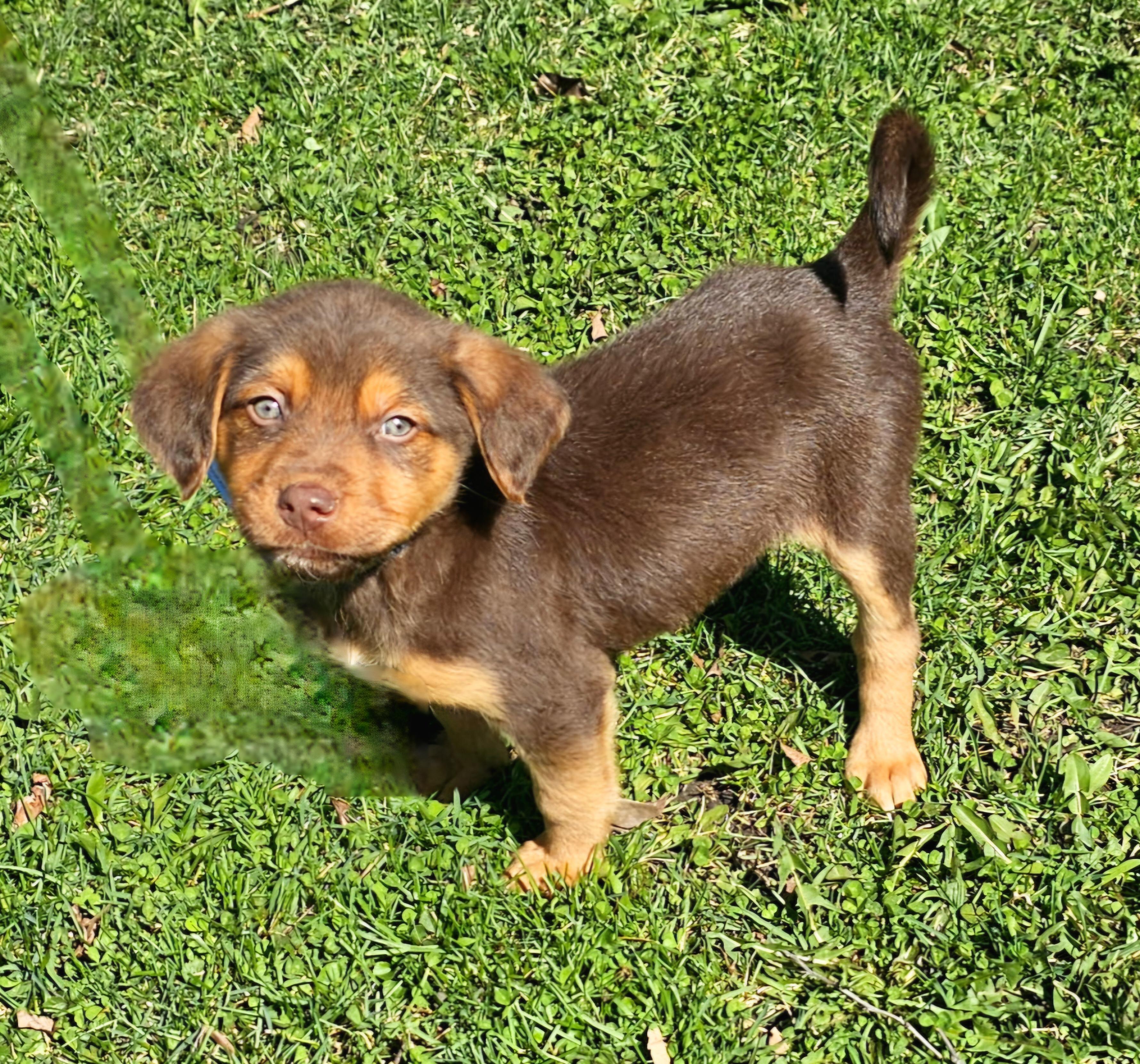 Enlarge Hammie, an adopted mixed breed in Arlington Heights, IL image 4/6