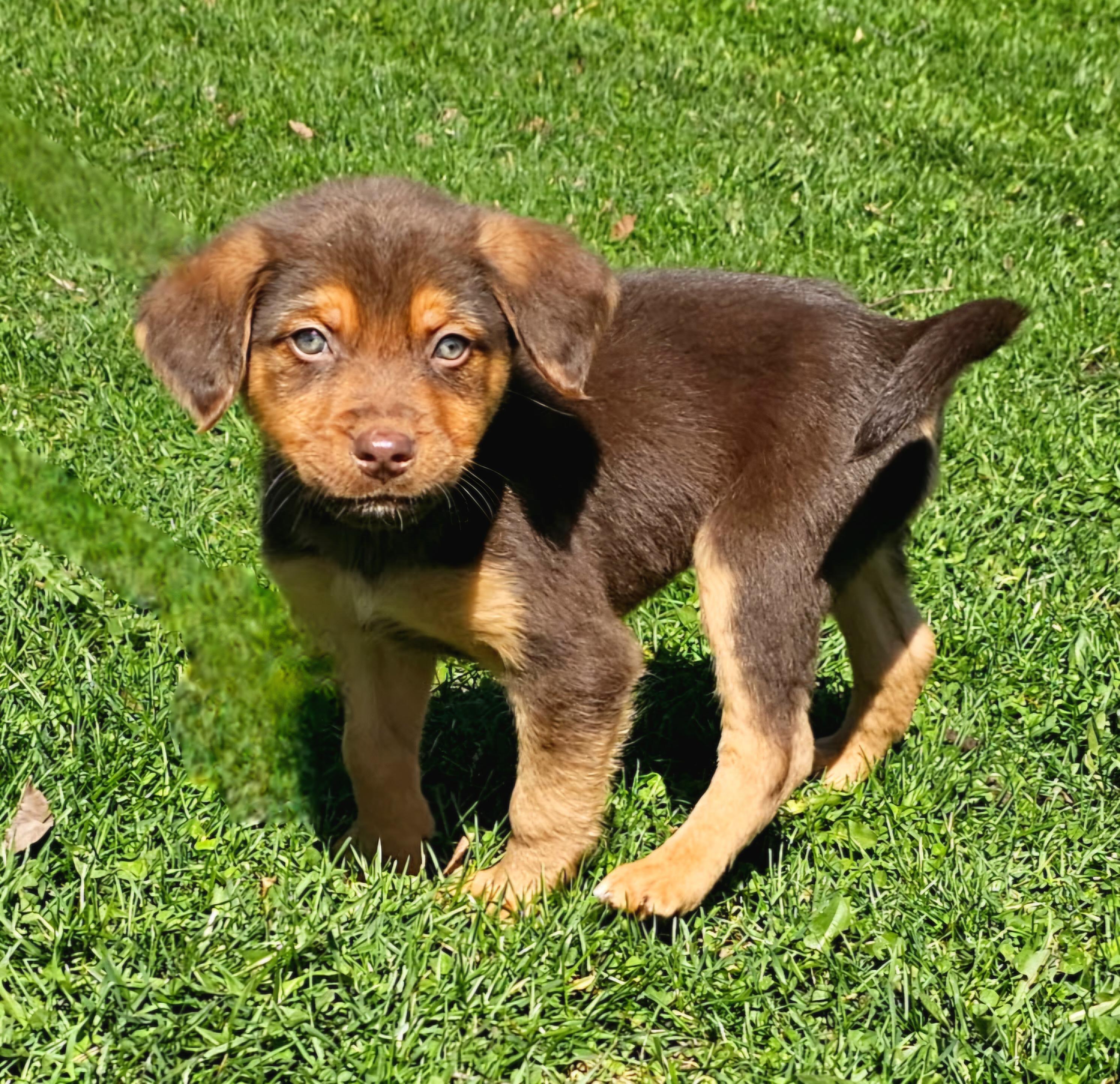 Enlarge Hammie, an adopted mixed breed in Arlington Heights, IL image 2/6