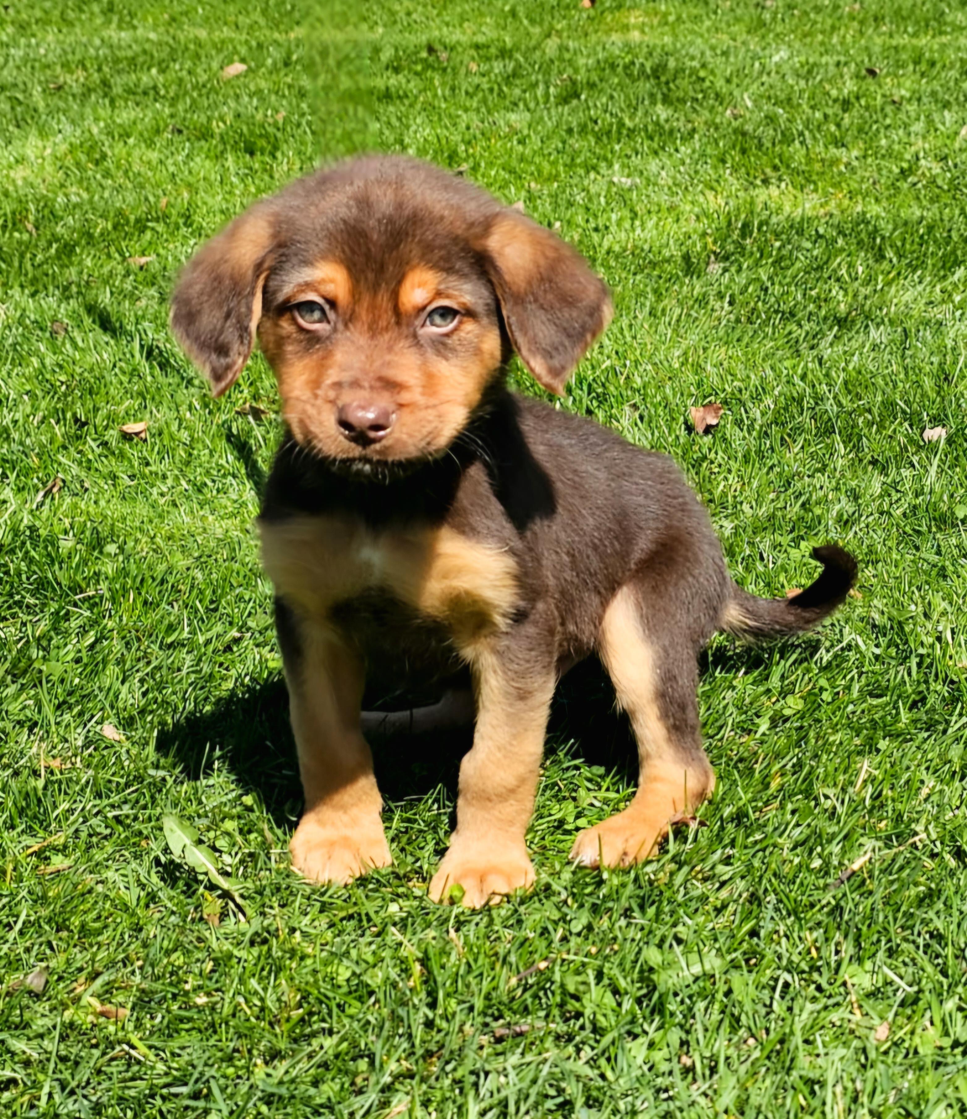 Enlarge Hammie, an adopted mixed breed in Arlington Heights, IL image 3/6