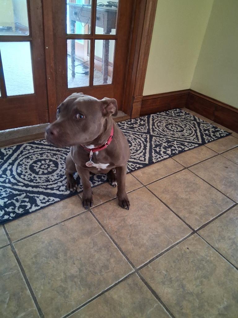 Xeenie, a Adoptable Pit Bull Terrier in Saint James, MN image 2/6