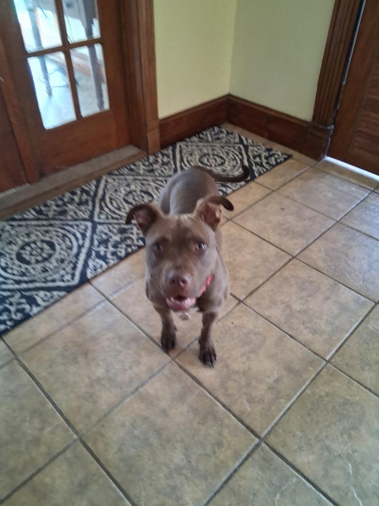 Xeenie, a Adoptable Pit Bull Terrier in Saint James, MN image 4/6