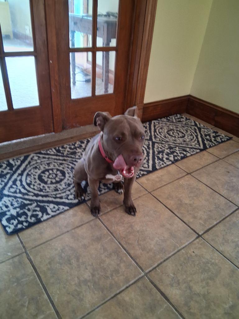 Xeenie, a Adoptable Pit Bull Terrier in Saint James, MN image 5/6