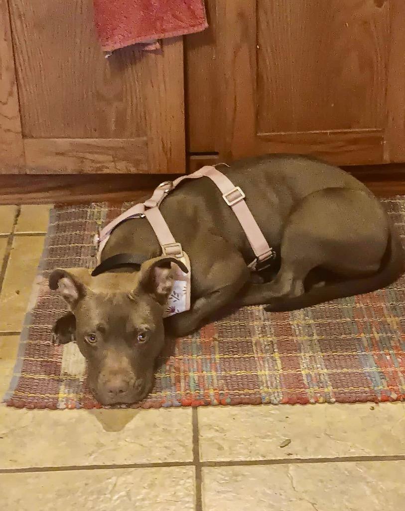 Xeenie, Adoptable, Young Female Pit Bull Terrier.