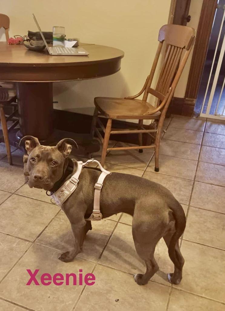 Xeenie, a Adoptable Pit Bull Terrier in Saint James, MN image 2/3
