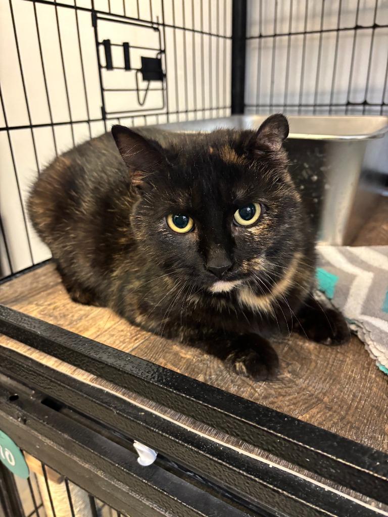 CATARINA, Adoptable, Adult Female Domestic Short Hair.