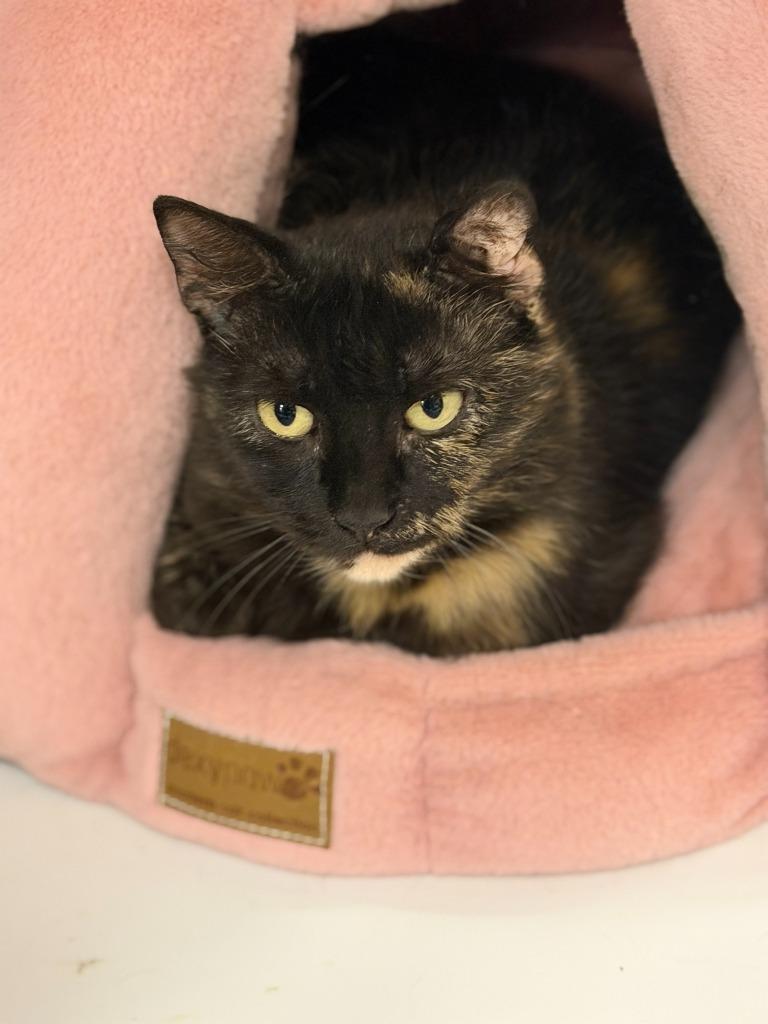 Enlarge CATARINA, a Adoptable mixed breed in Algona, IA image 2/4