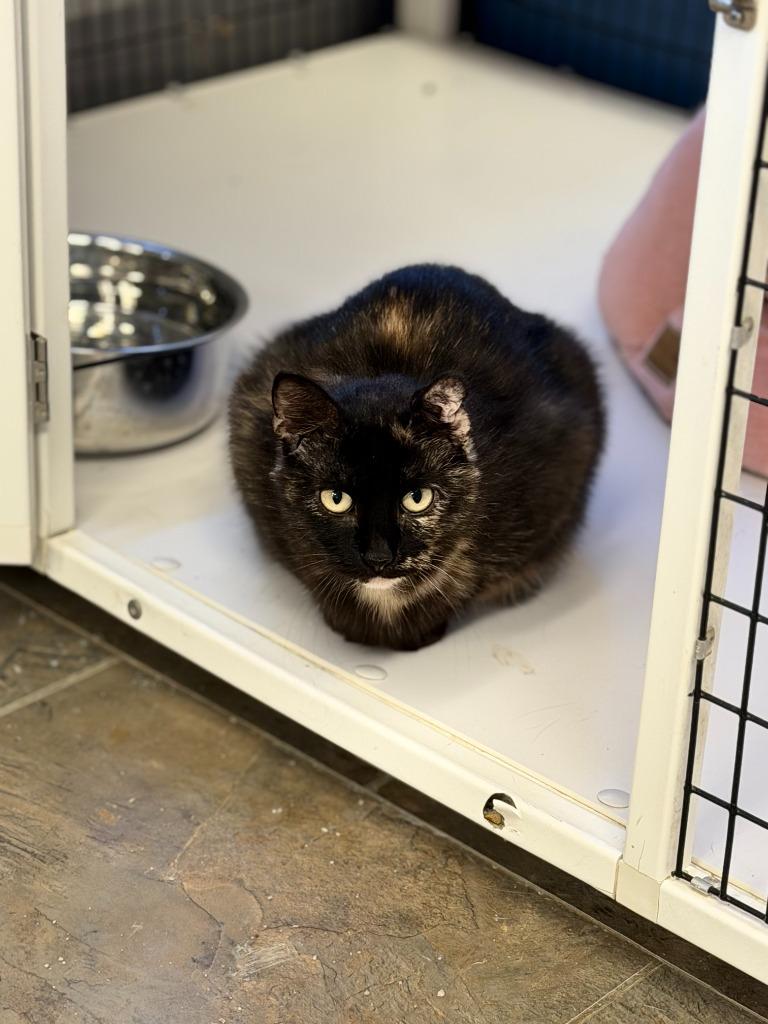 Enlarge CATARINA, a Adoptable mixed breed in Algona, IA image 3/4