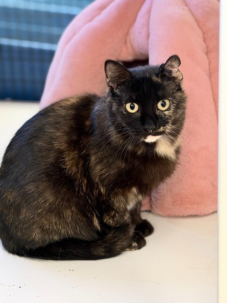 Enlarge CATARINA, a Adoptable mixed breed in Algona, IA image 4/4