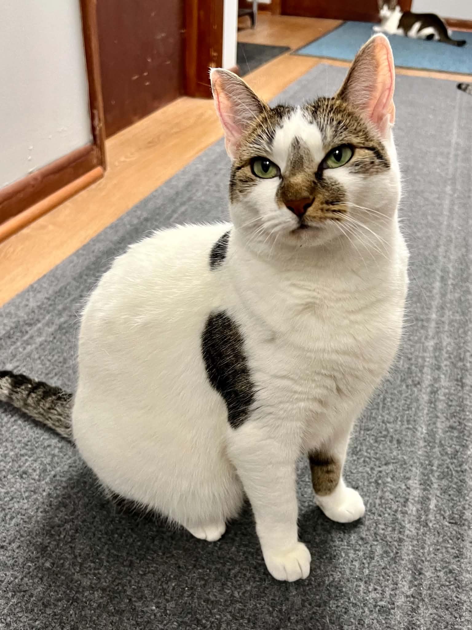 Enlarge Winnifer, a Adopted Domestic Short Hair in Warminster, PA image 1/6