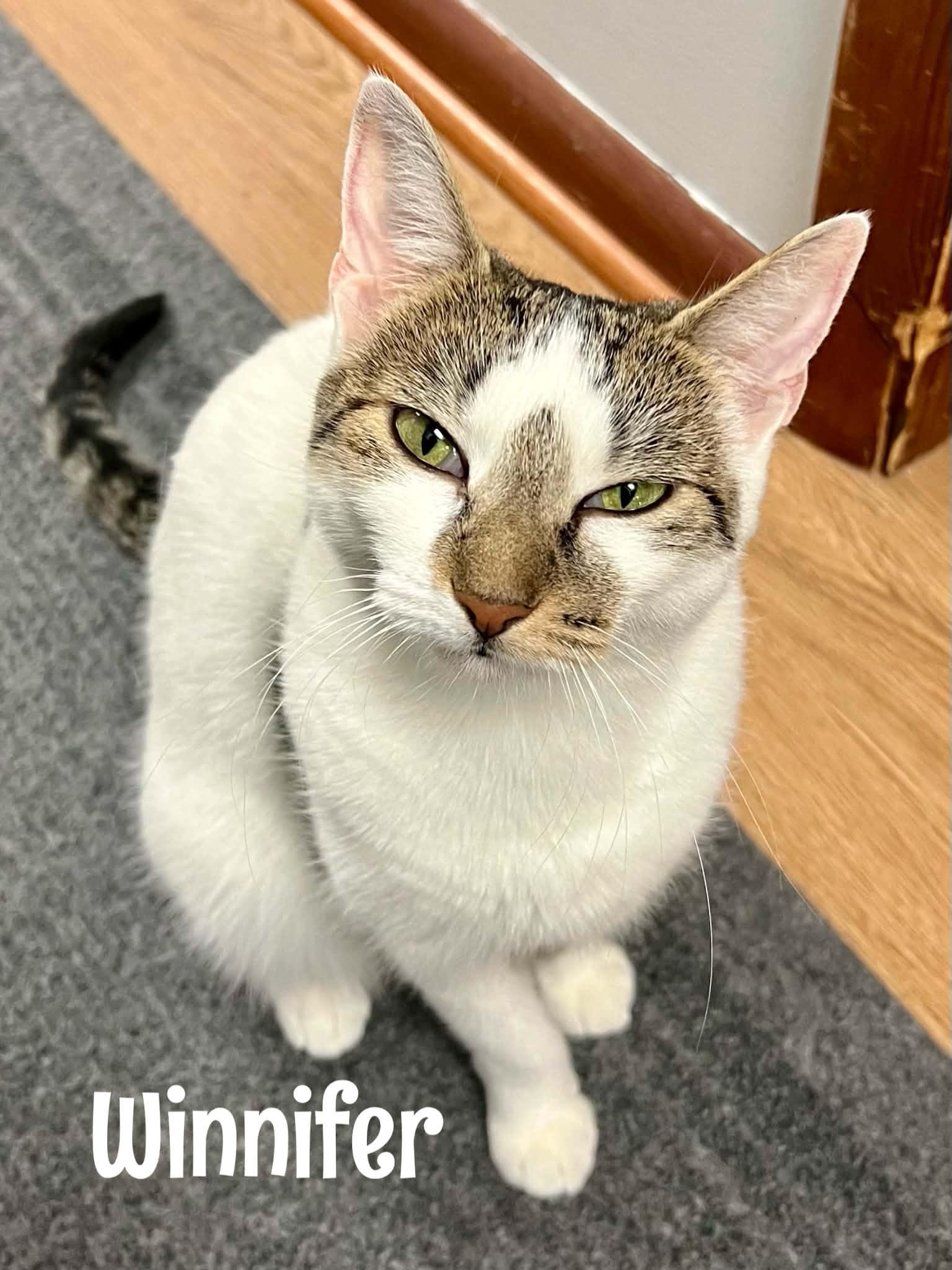 Enlarge Winnifer, a Adopted Domestic Short Hair in Warminster, PA image 2/6