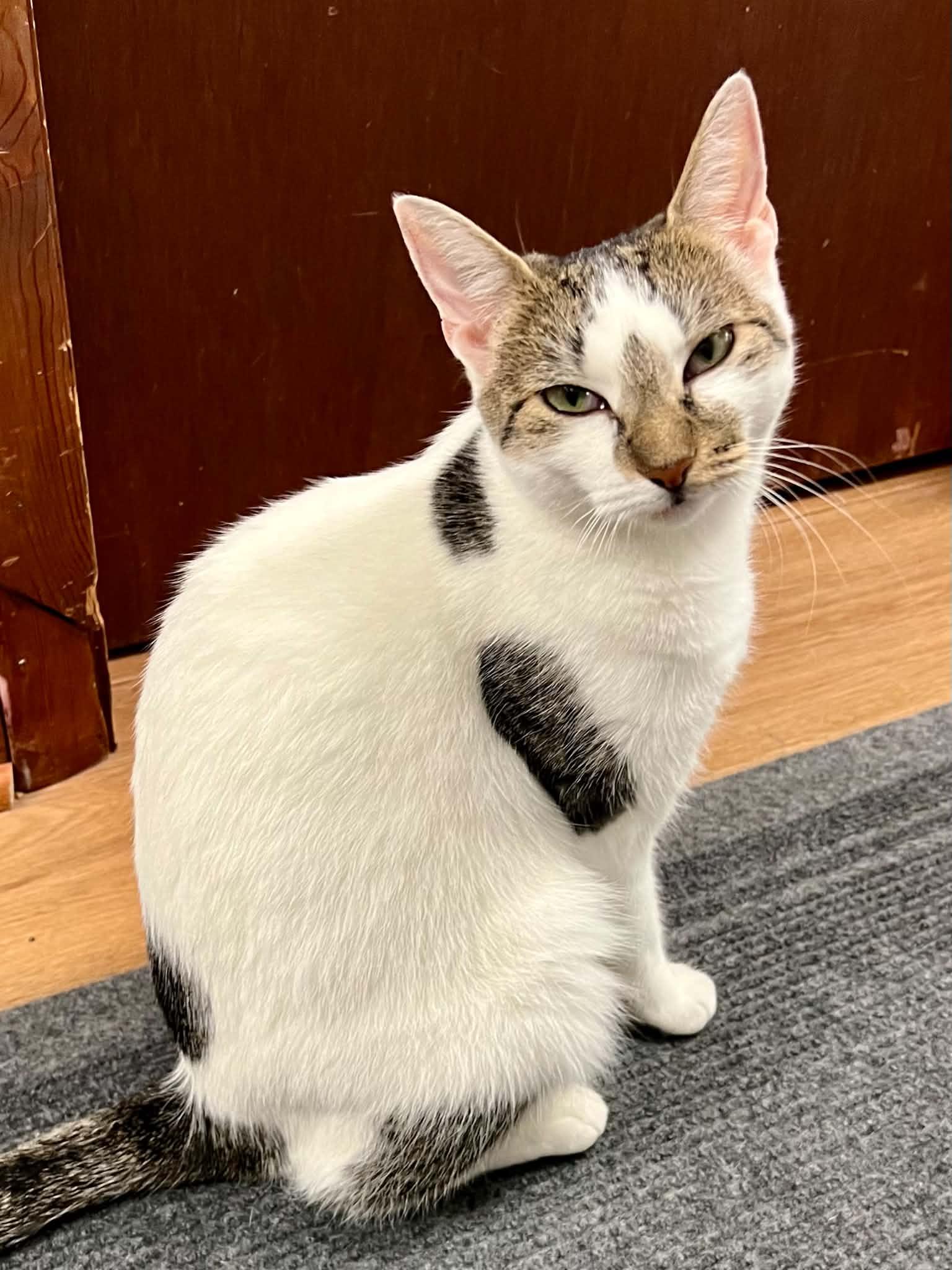 Enlarge Winnifer, a Adopted Domestic Short Hair in Warminster, PA image 6/6