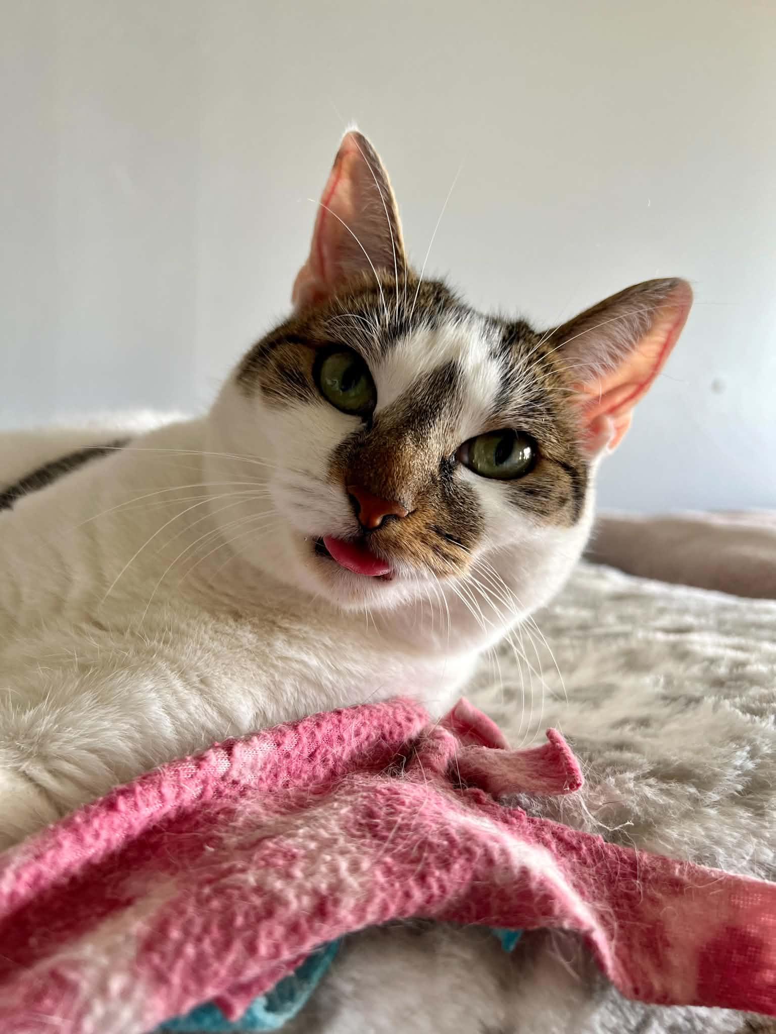 Enlarge Winnifer, a Adopted Domestic Short Hair in Warminster, PA image 5/6
