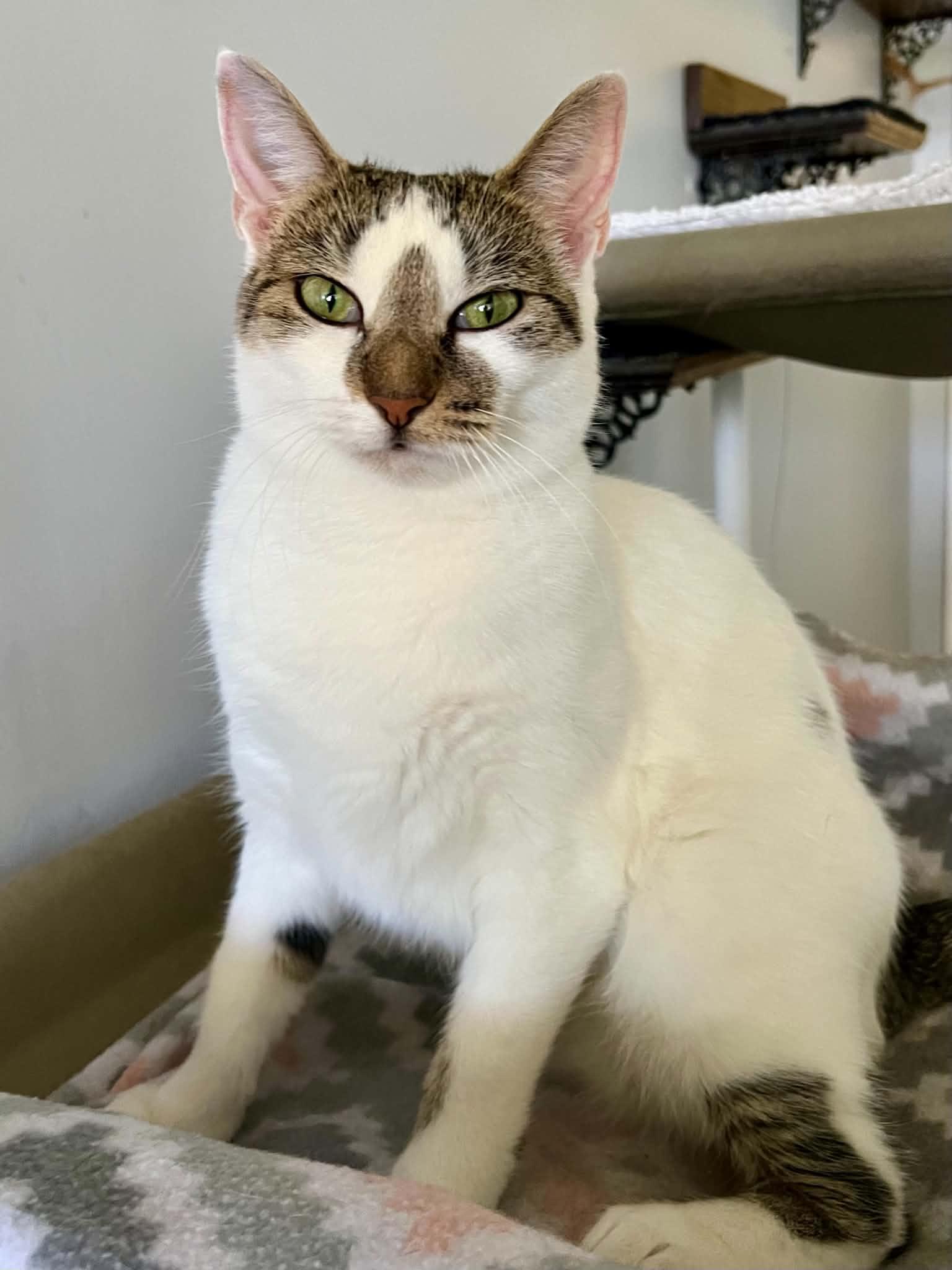 Enlarge Winnifer, a Adopted Domestic Short Hair in Warminster, PA image 4/6
