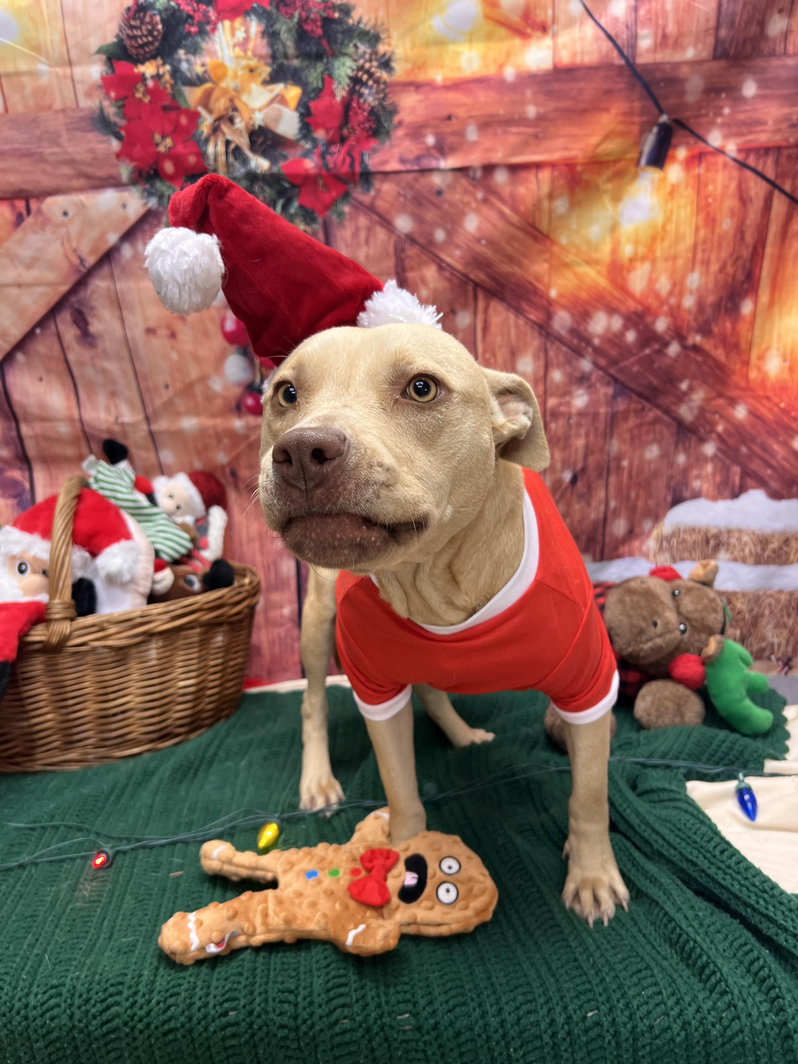 Enlarge Cheer, a ADOPTABLE mixed breed in Statesboro, GA image 4/4