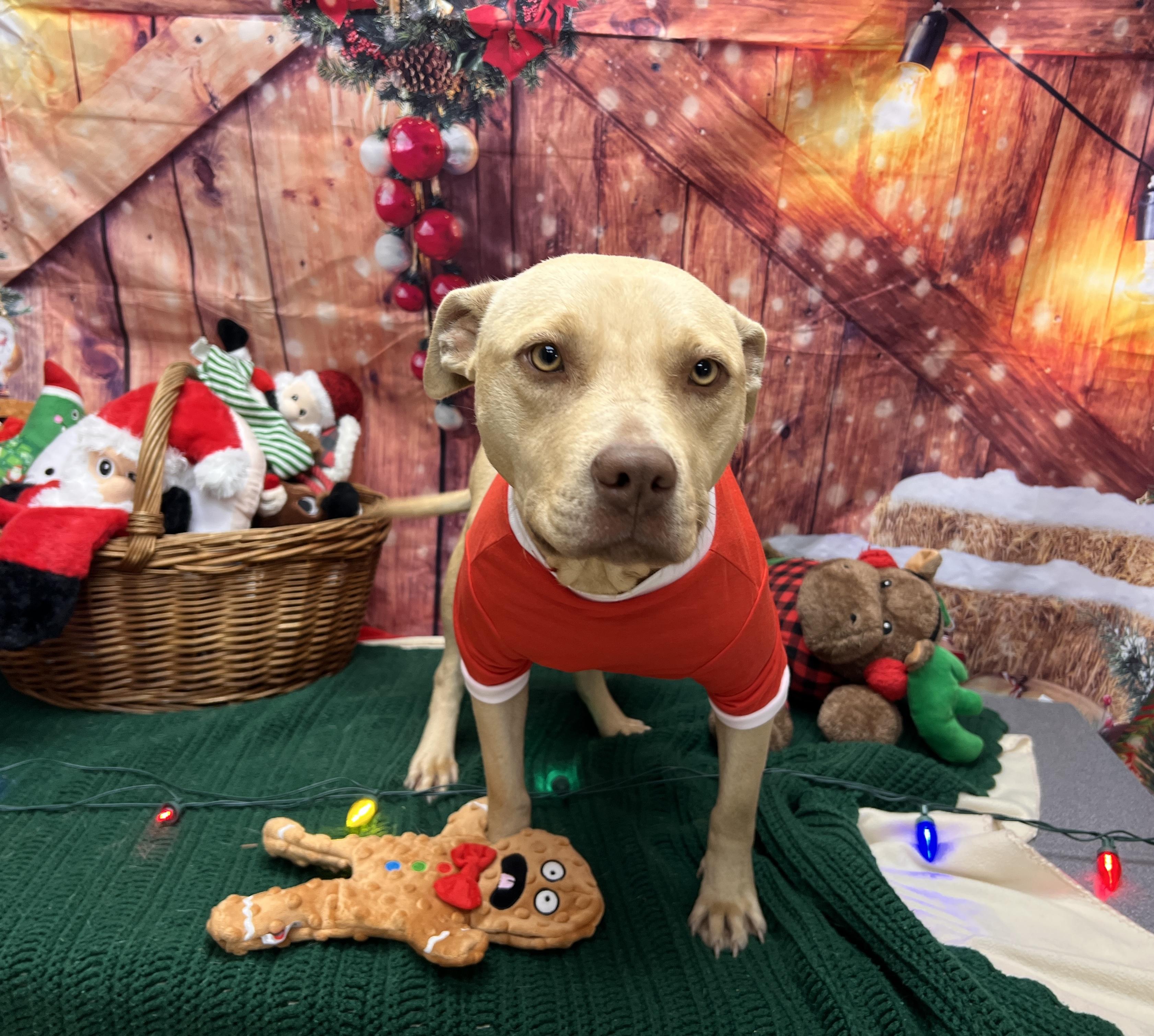 Enlarge Cheer, a ADOPTABLE mixed breed in Statesboro, GA image 2/4