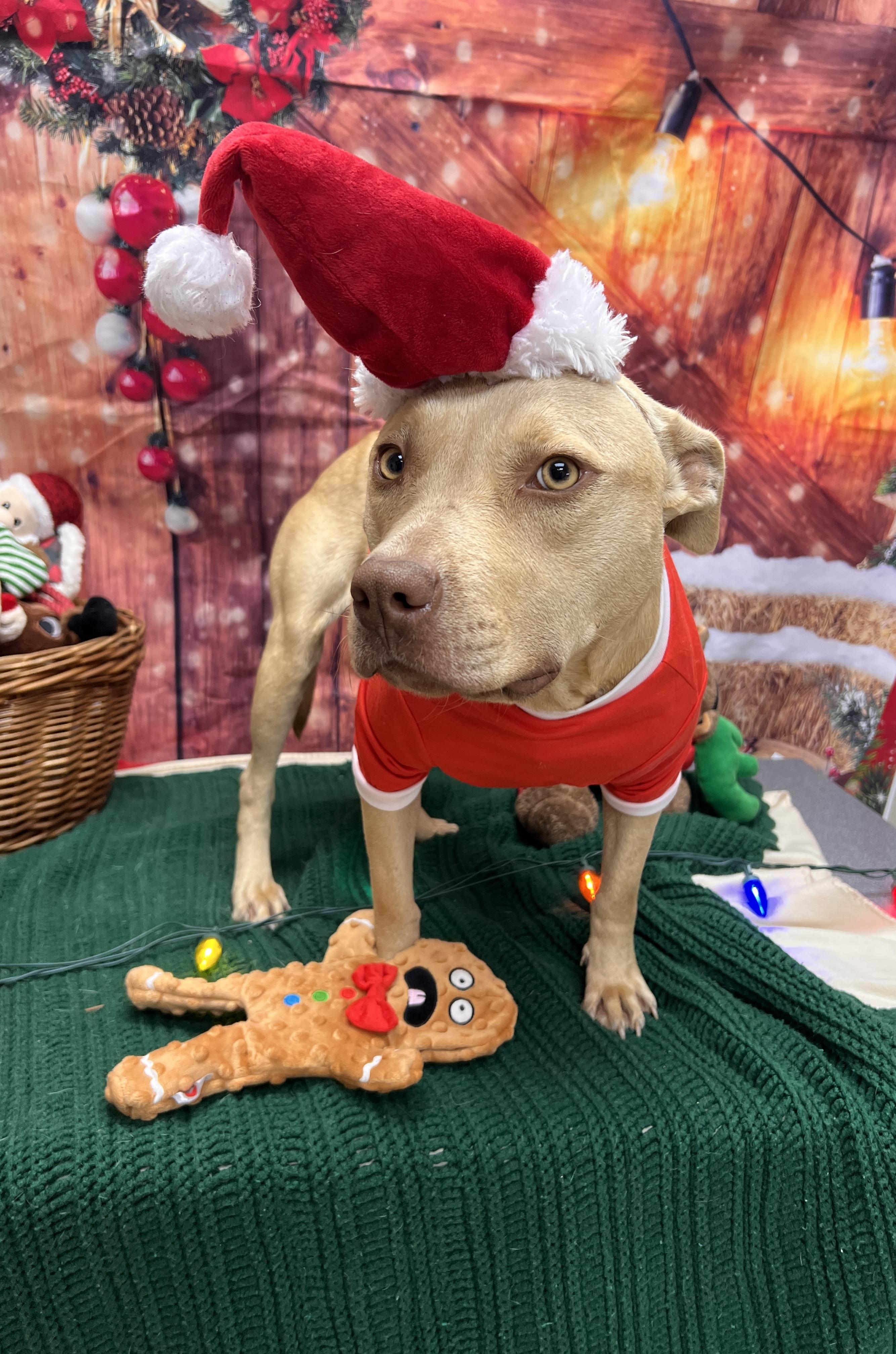 Enlarge Cheer, a ADOPTABLE mixed breed in Statesboro, GA image 1/4