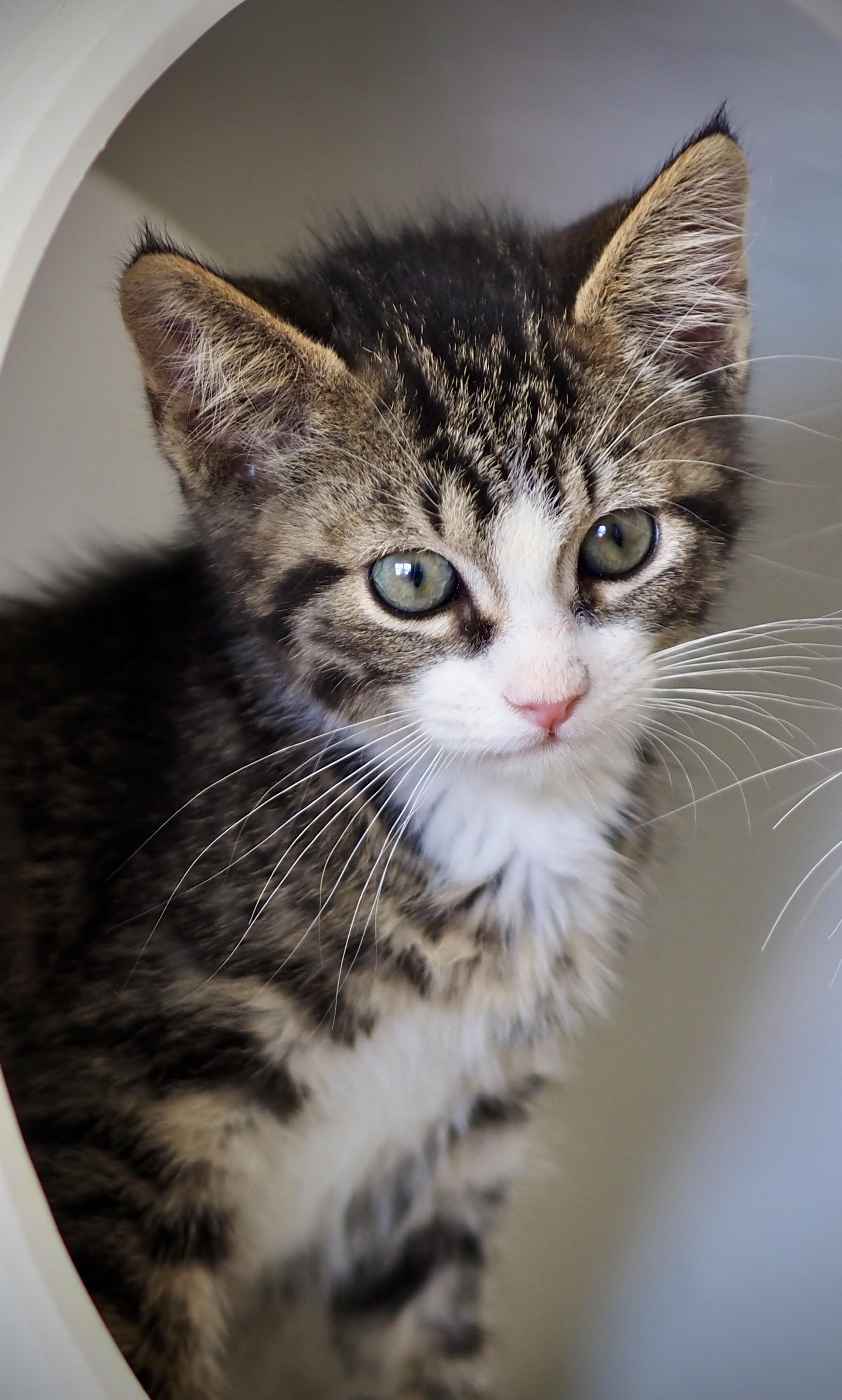 Romeo, adopted, Young Male Domestic Short Hair.