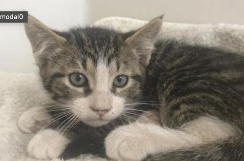 Romeo, an adopted Domestic Short Hair in Buena Vista, CO image 2/2