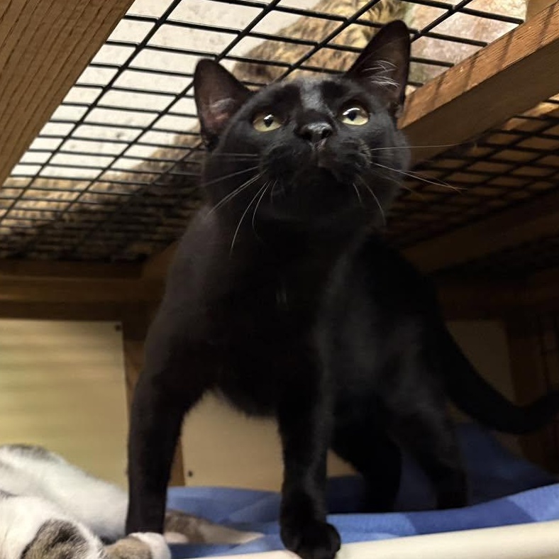 Frankie, Adoptable, Young Male Domestic Short Hair.
